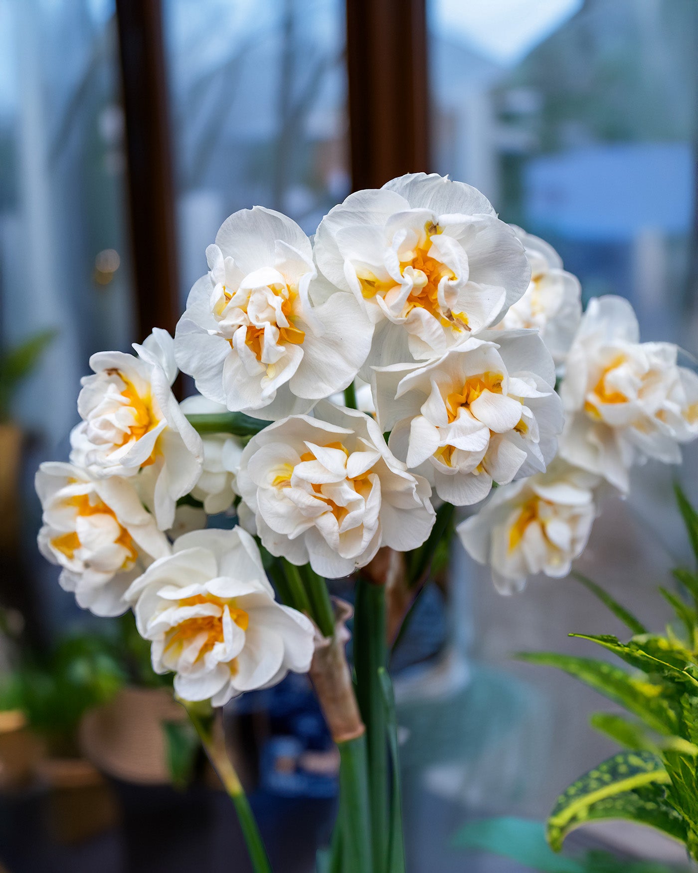 Erlicheer Paperwhites - 10 bulbs
