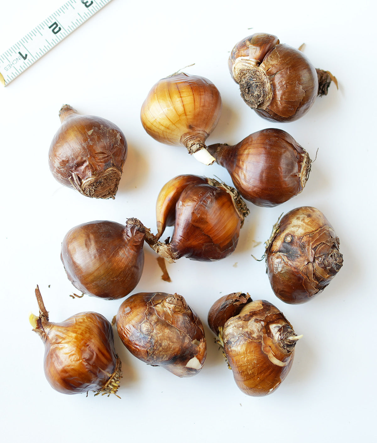 Nazareth Paperwhites - 10 bulbs