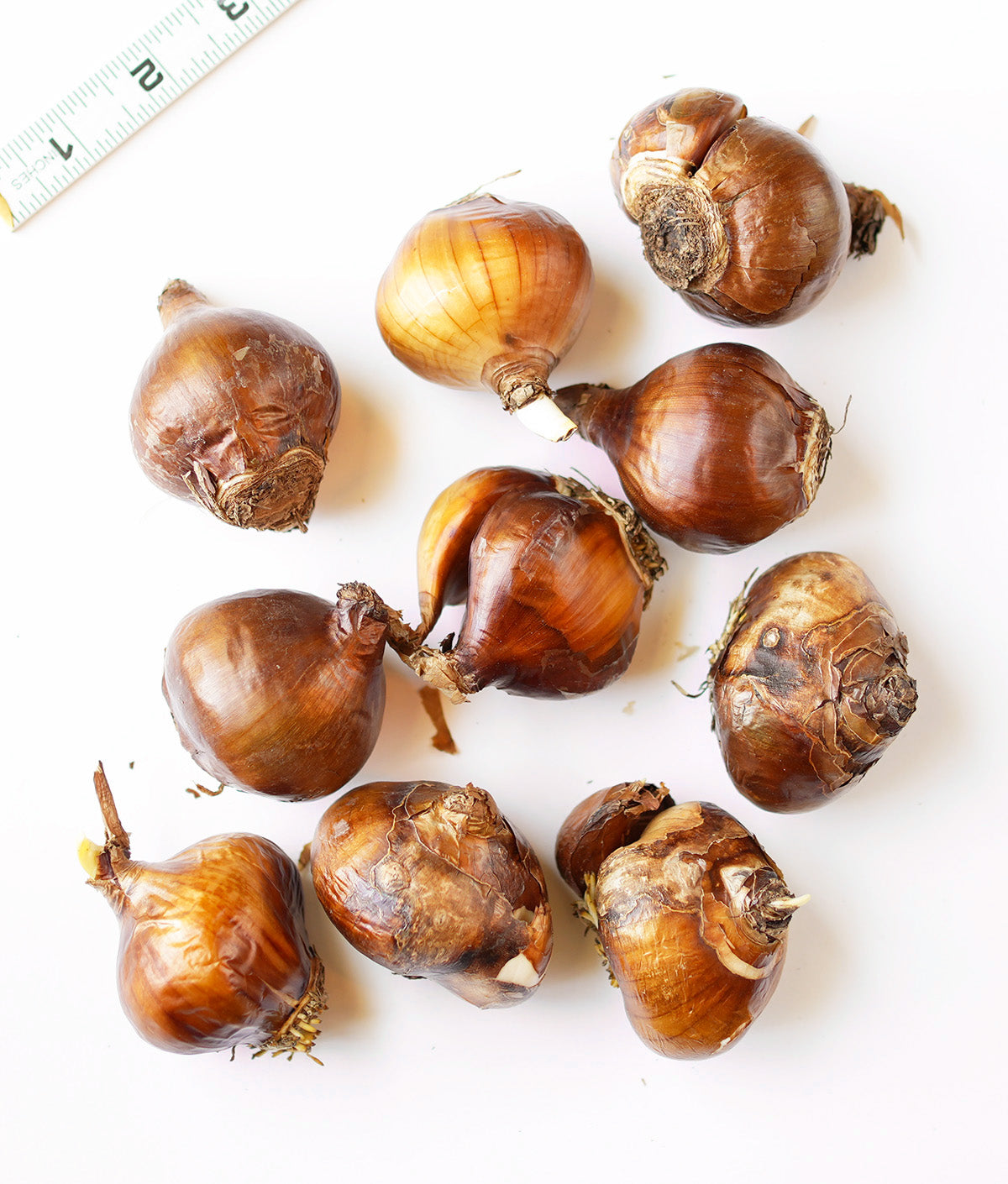 Nazareth Paperwhites - 10 bulbs