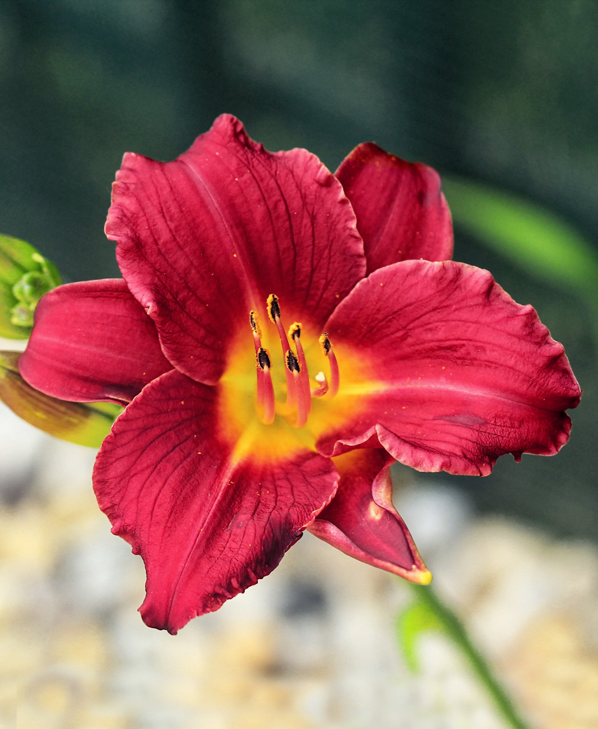 Pardon Me Reblooming Daylily - 3 root divisions