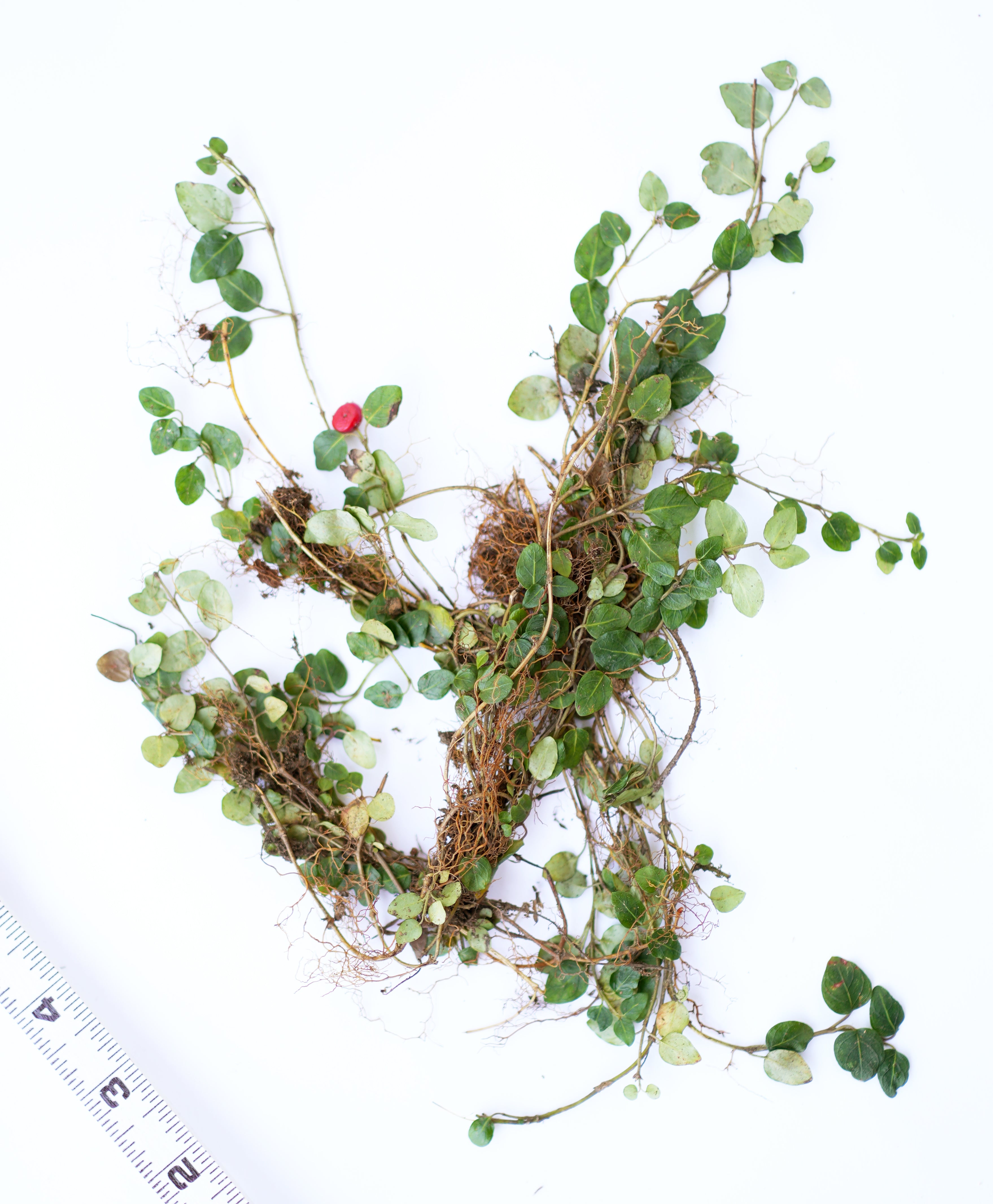 Partridge Berry - 5 Root Divisions