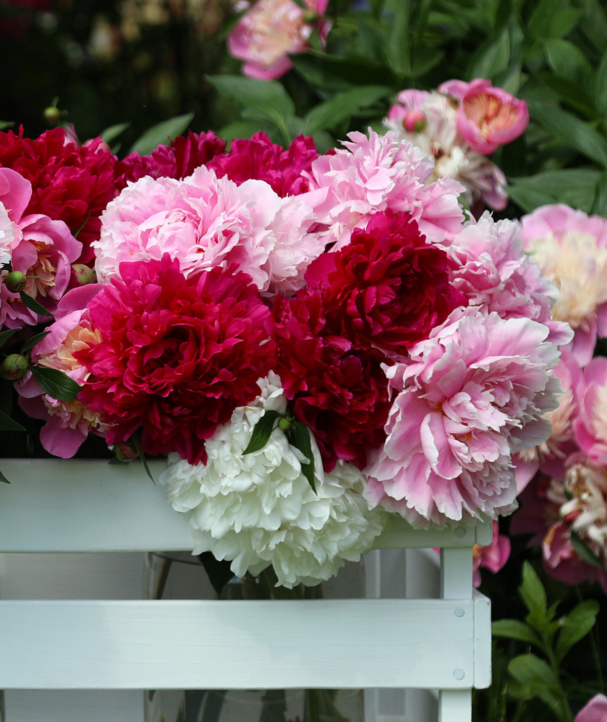 Mixed Peonies - 5 root divisions