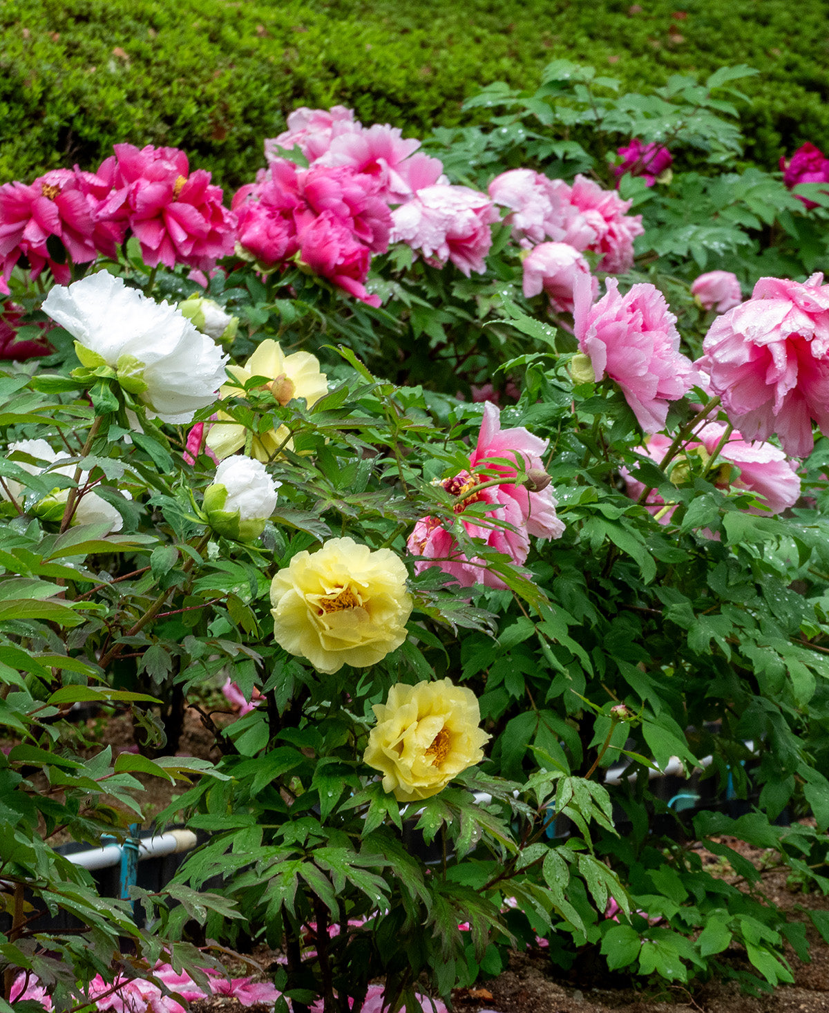 Mixed Peonies - 5 root divisions