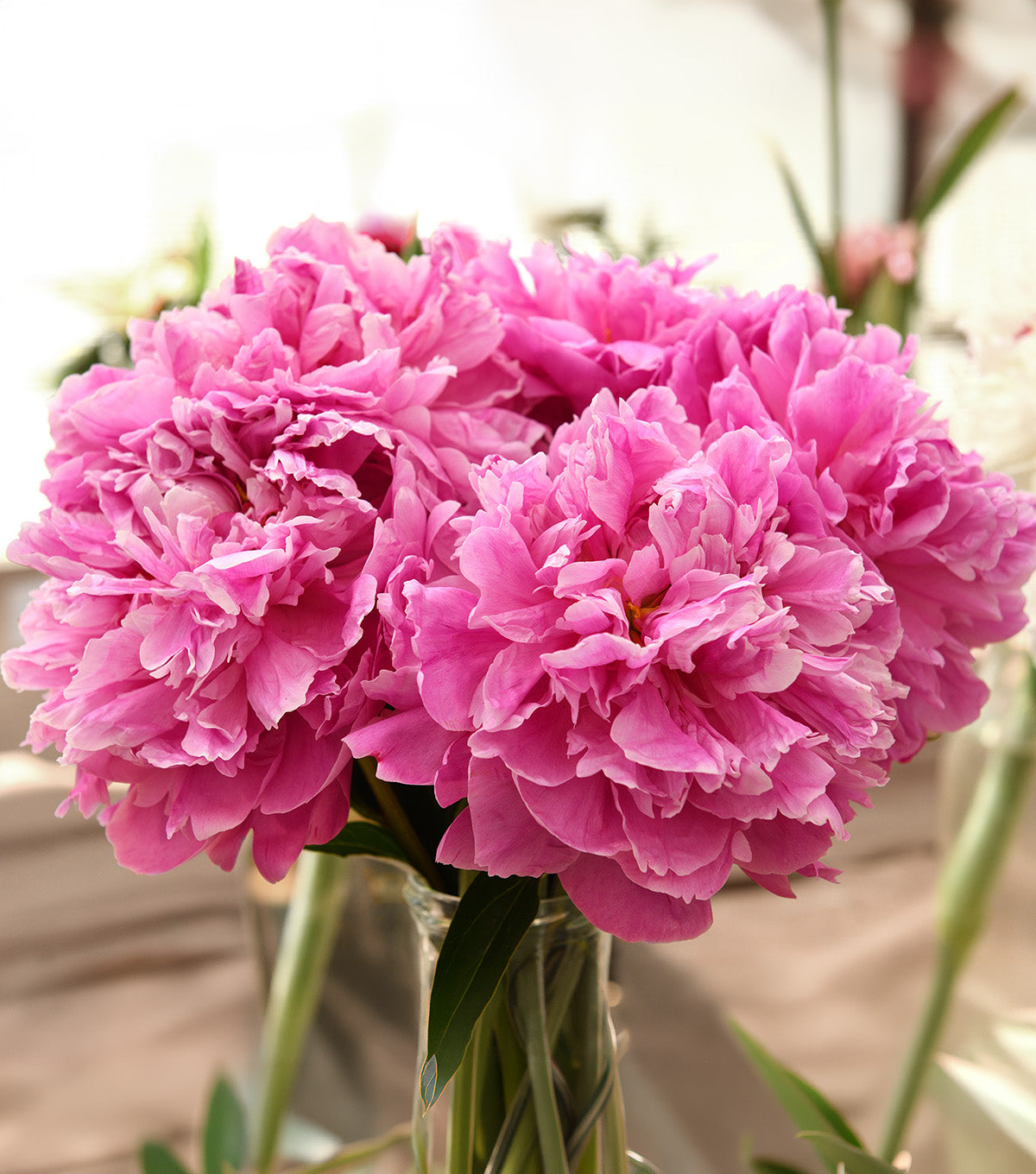Dr. Alex Fleming Peony - 1 root division