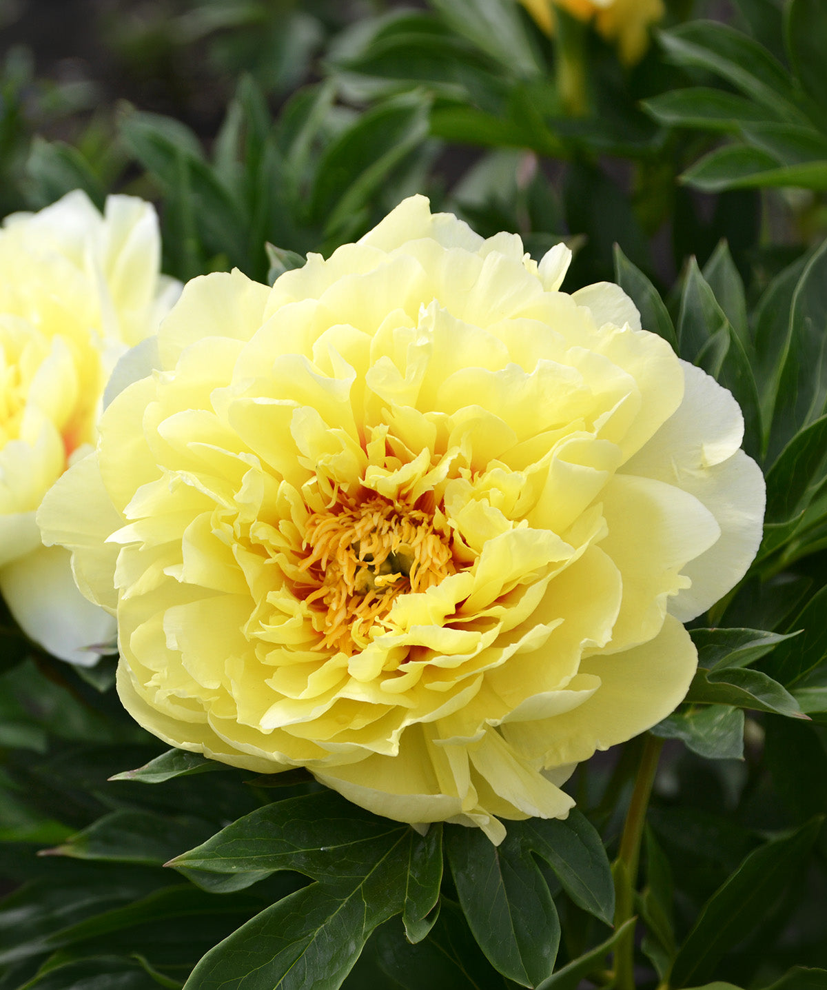 Bartzella Peony - 1 root division