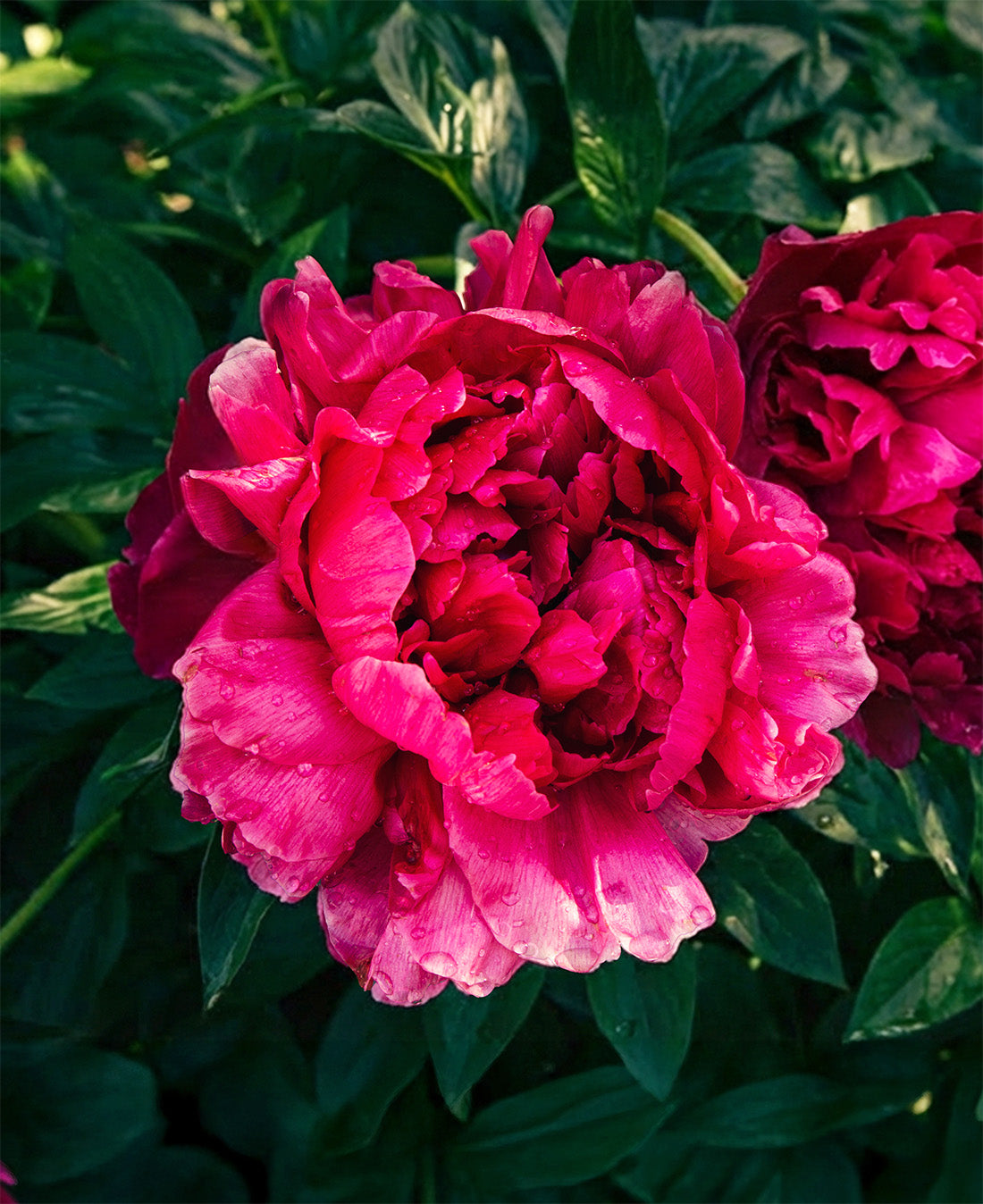 Big Ben Peony - 1 root division