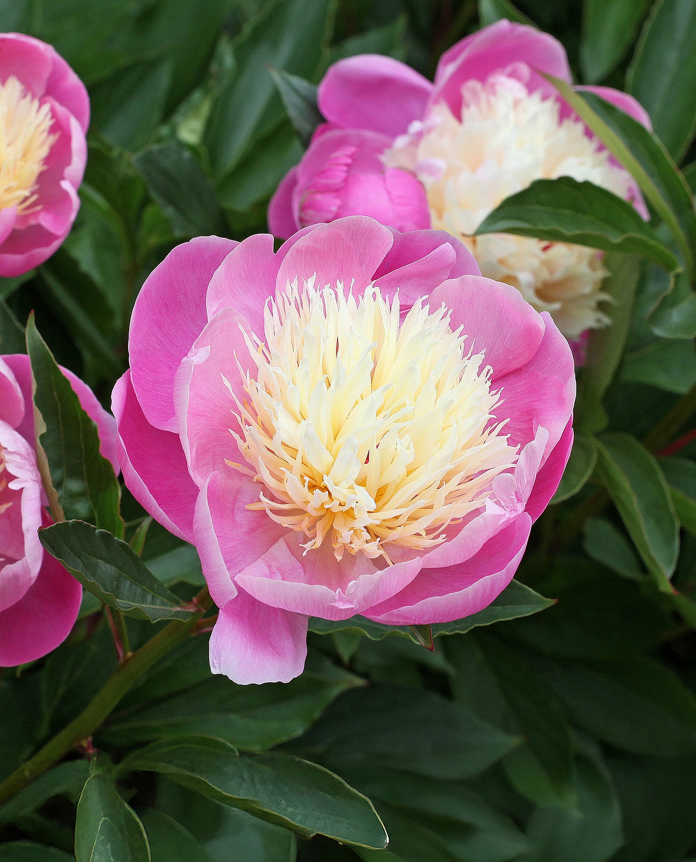 Bowl of Beauty Peony - 1 root division