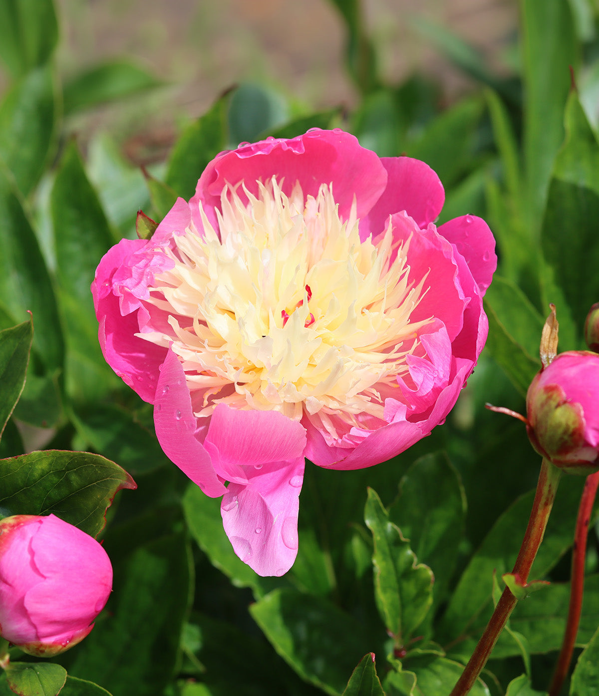 Bowl of Beauty Peony - 1 root division