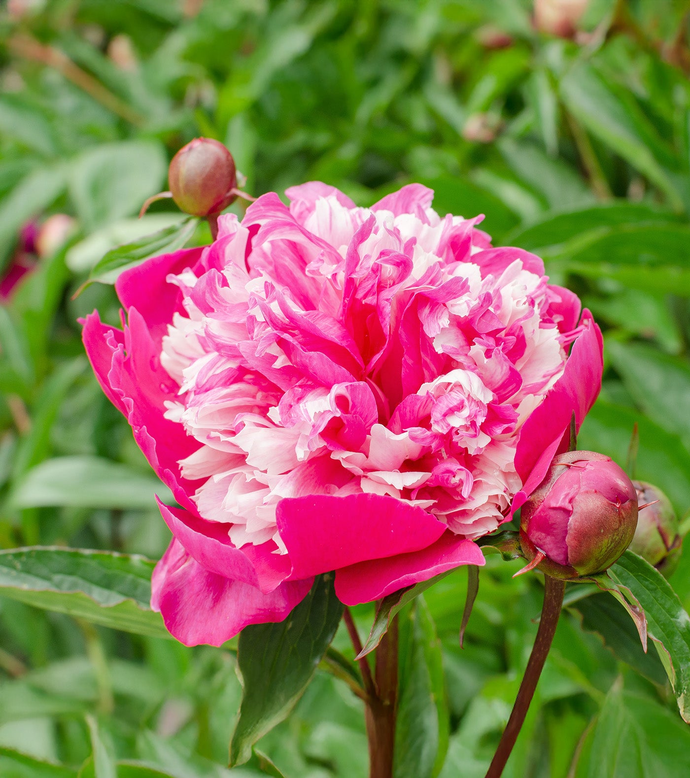 Celebrity Peony - 1 root division