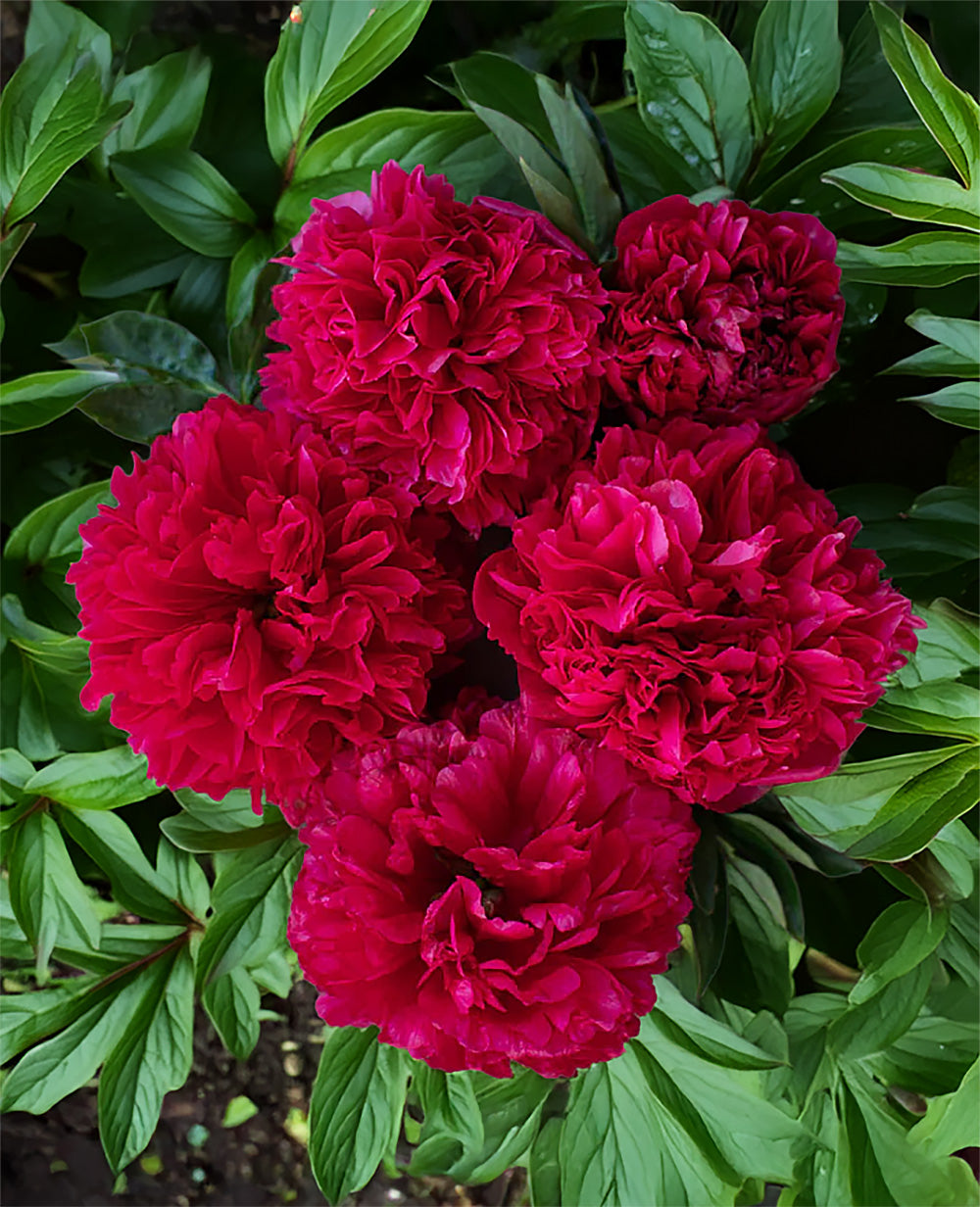 Command Performance Peony - 1 root division