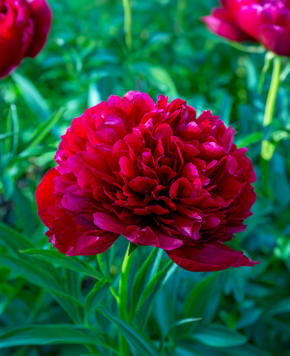 Command Performance Peony - 1 root division