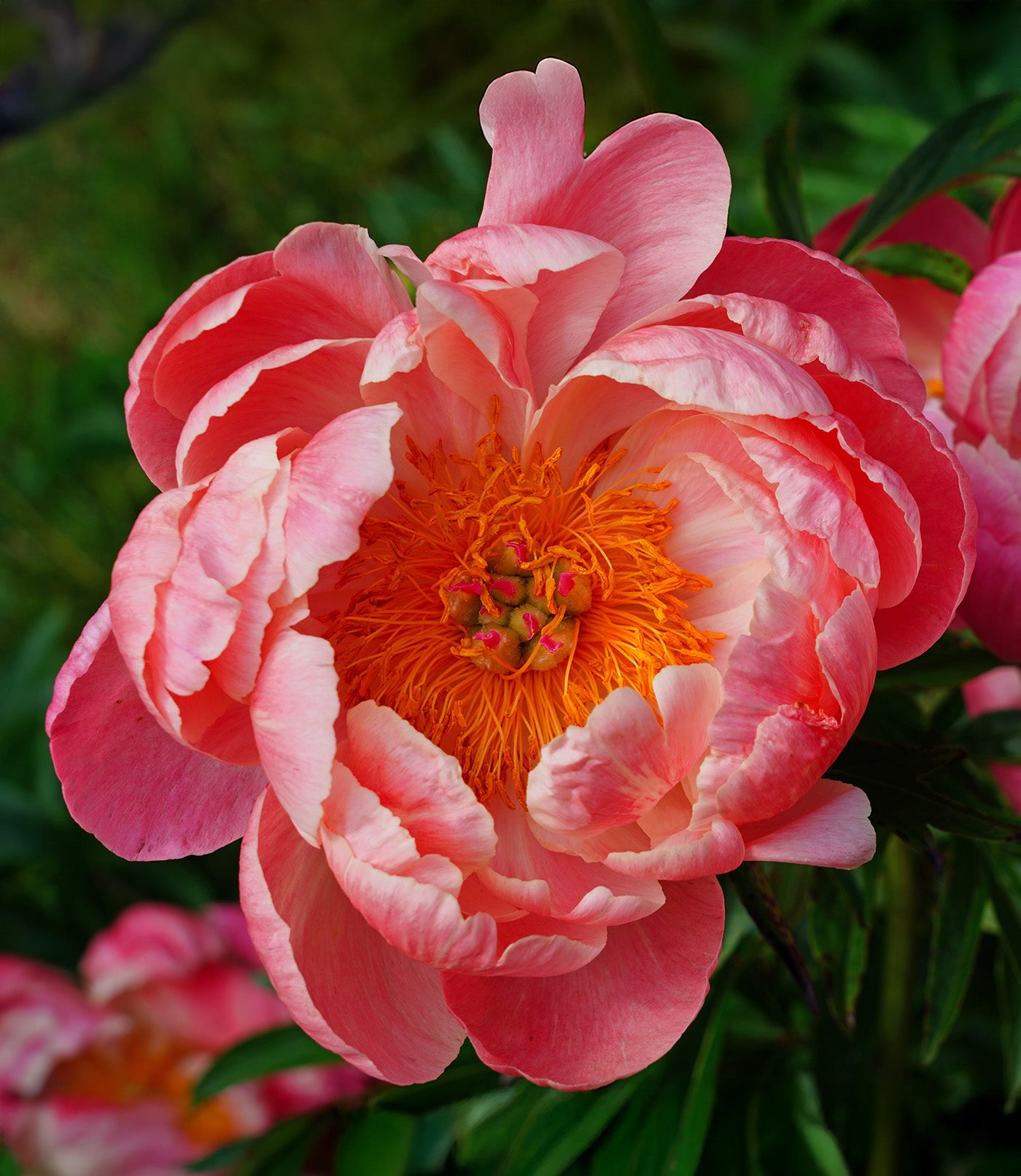 Coral Charm Peony - 1 root division
