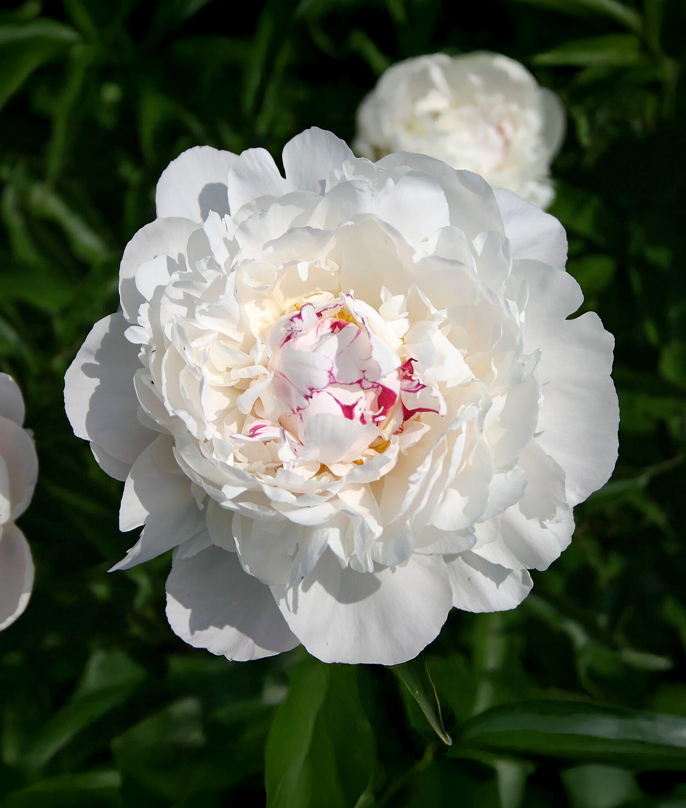 Festiva Maxima Peony - 1 root division