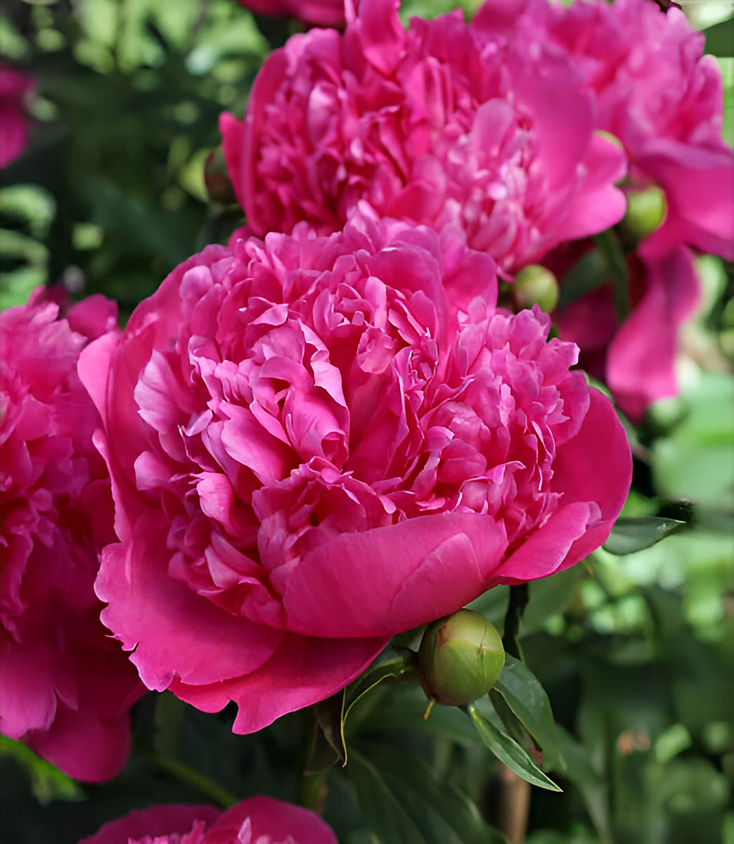 General McMahon Peony - 1 root division
