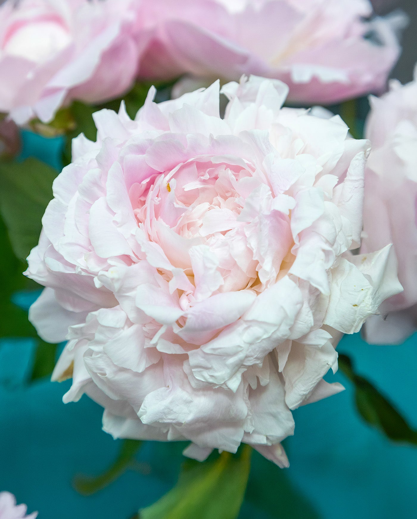 Myrtle Gentry Peony - 1 root division