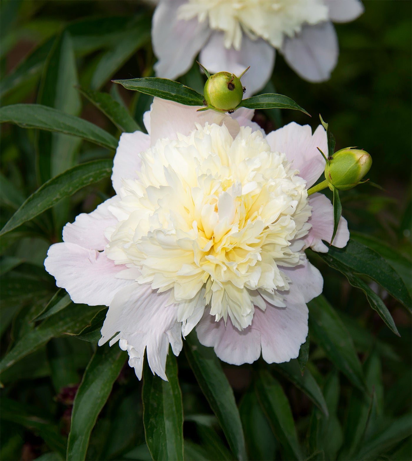 Primevere Peony - 1 root division