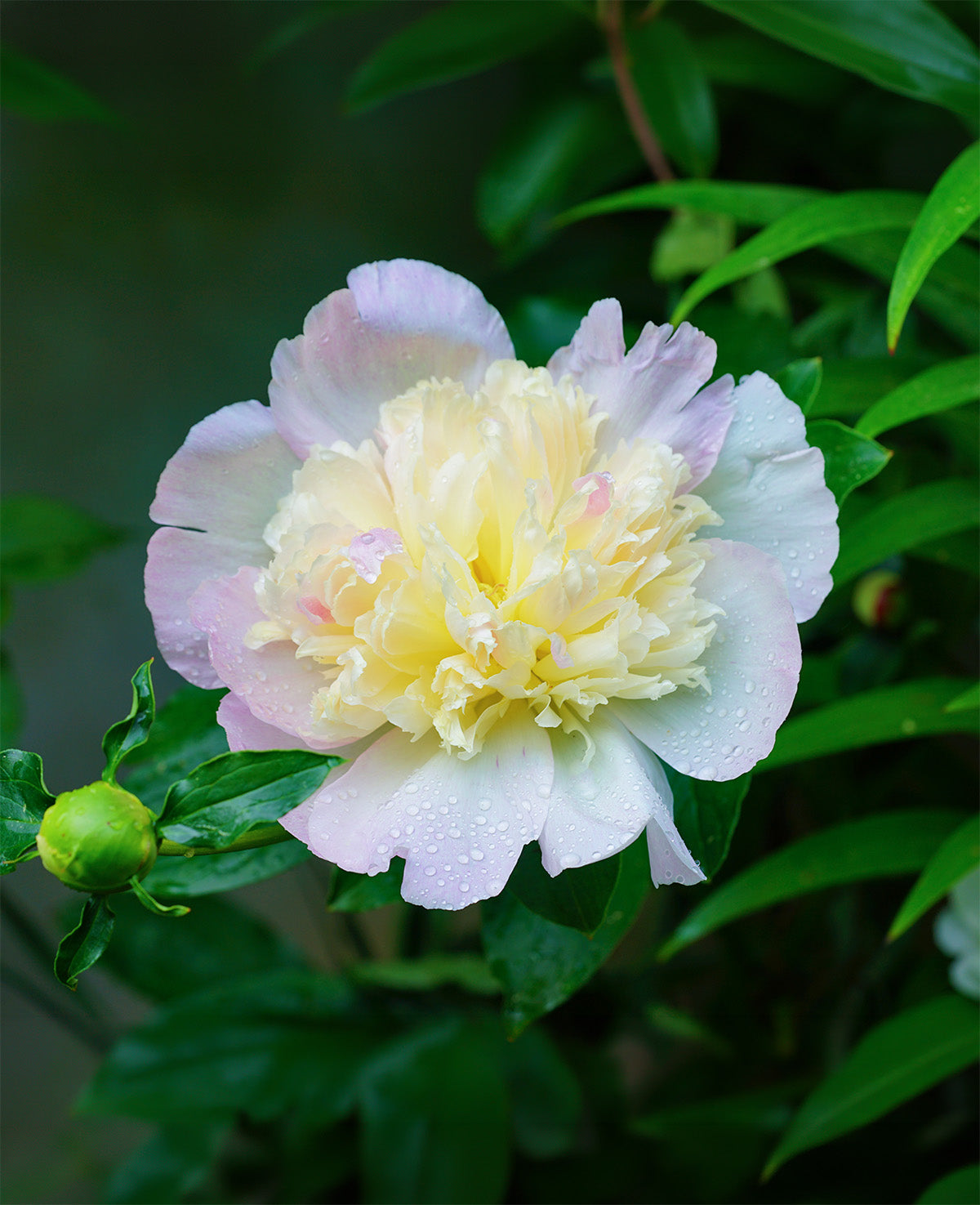 Primevere Peony - 1 root division