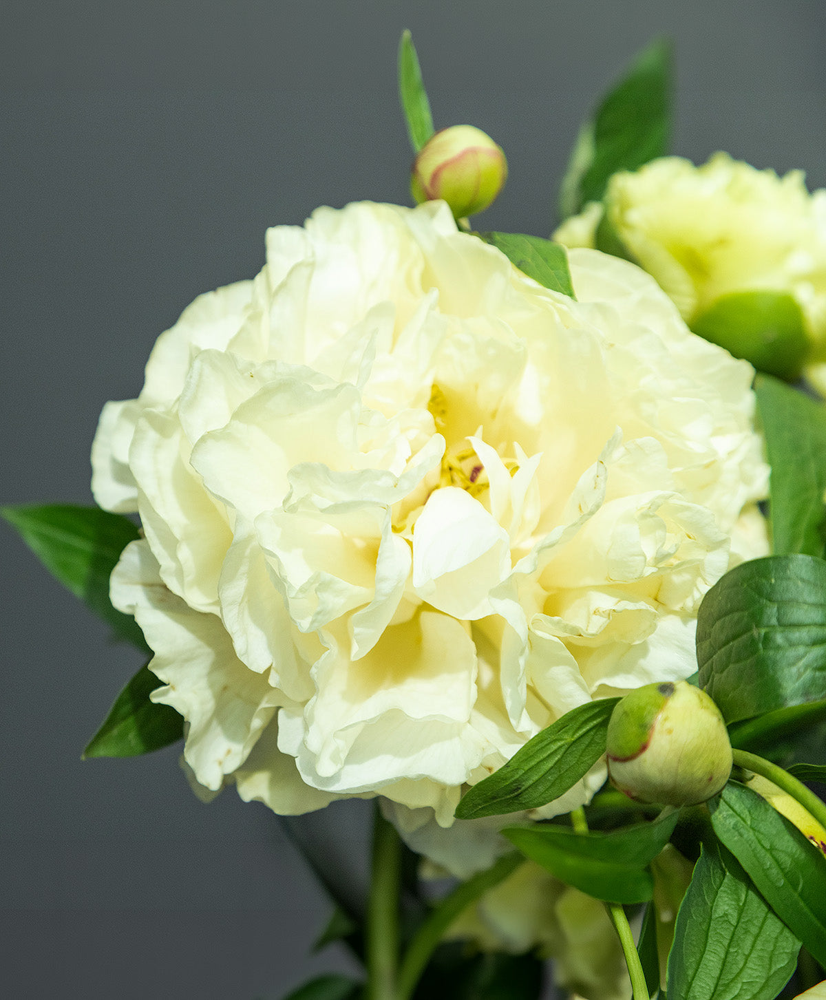 Sunny Girl Peony - 1 root division