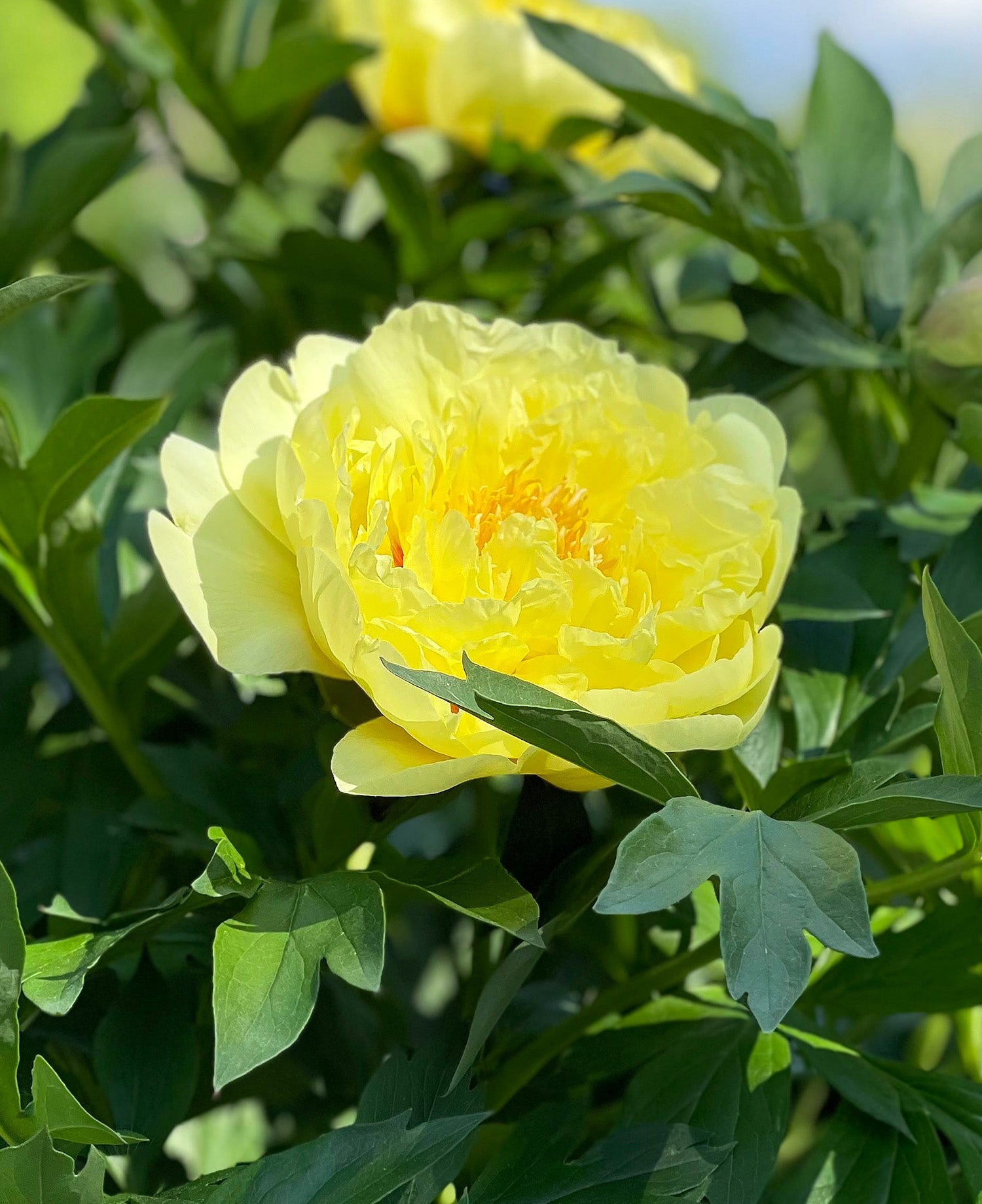 Yellow Peony