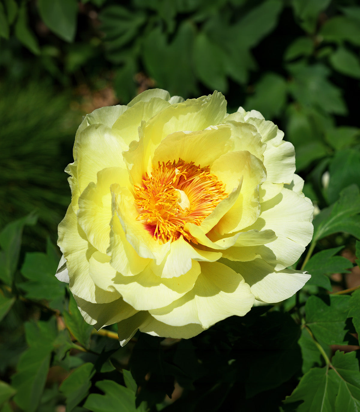 Yellow Peony - 1 root division