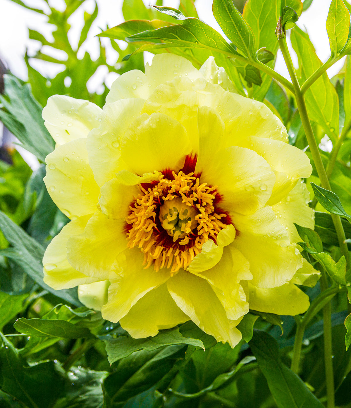 Bartzella Peony - 1 root division