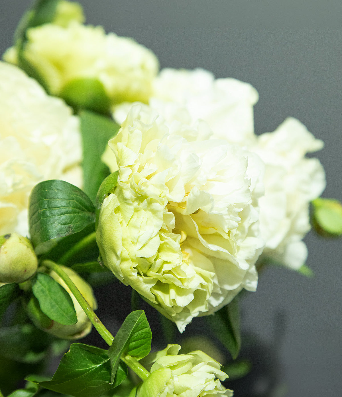 Sunny Girl Peony - 1 root division