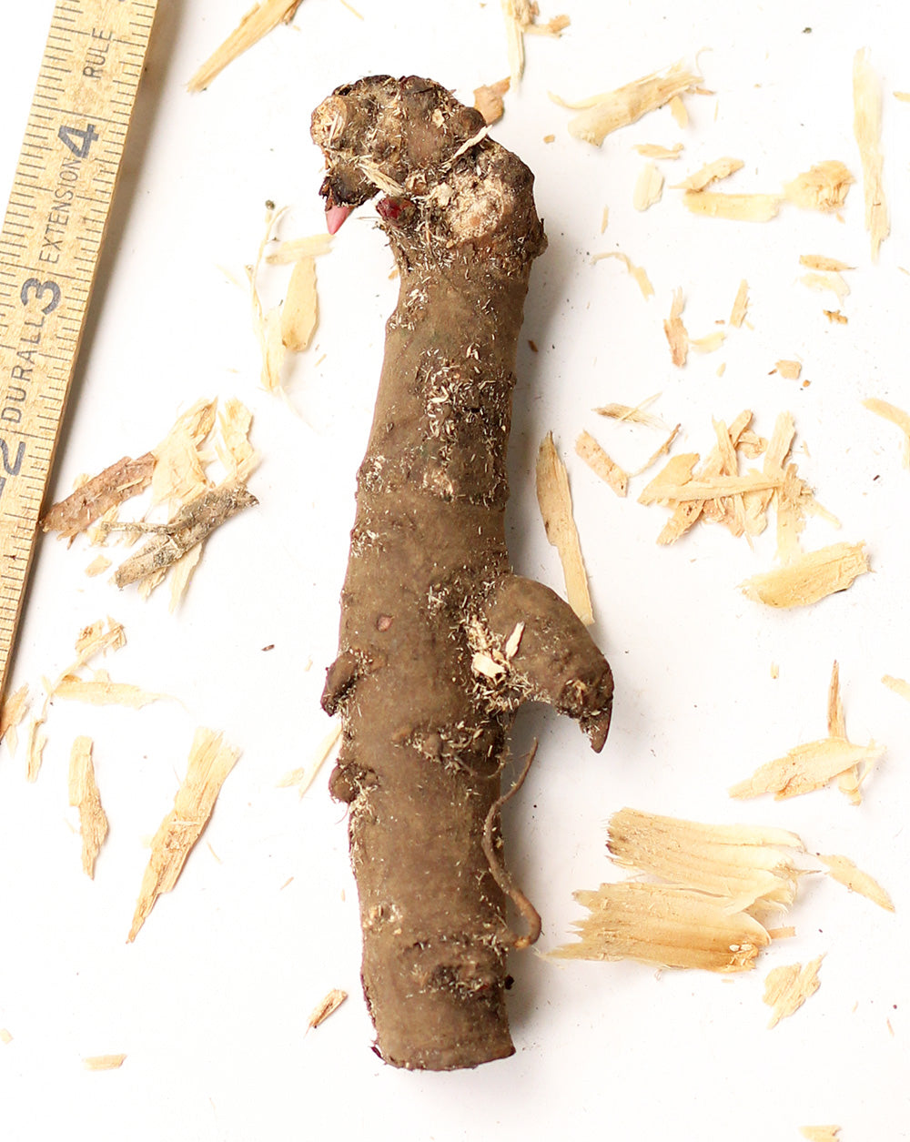 Dr. Alex Fleming Peony - 1 root division