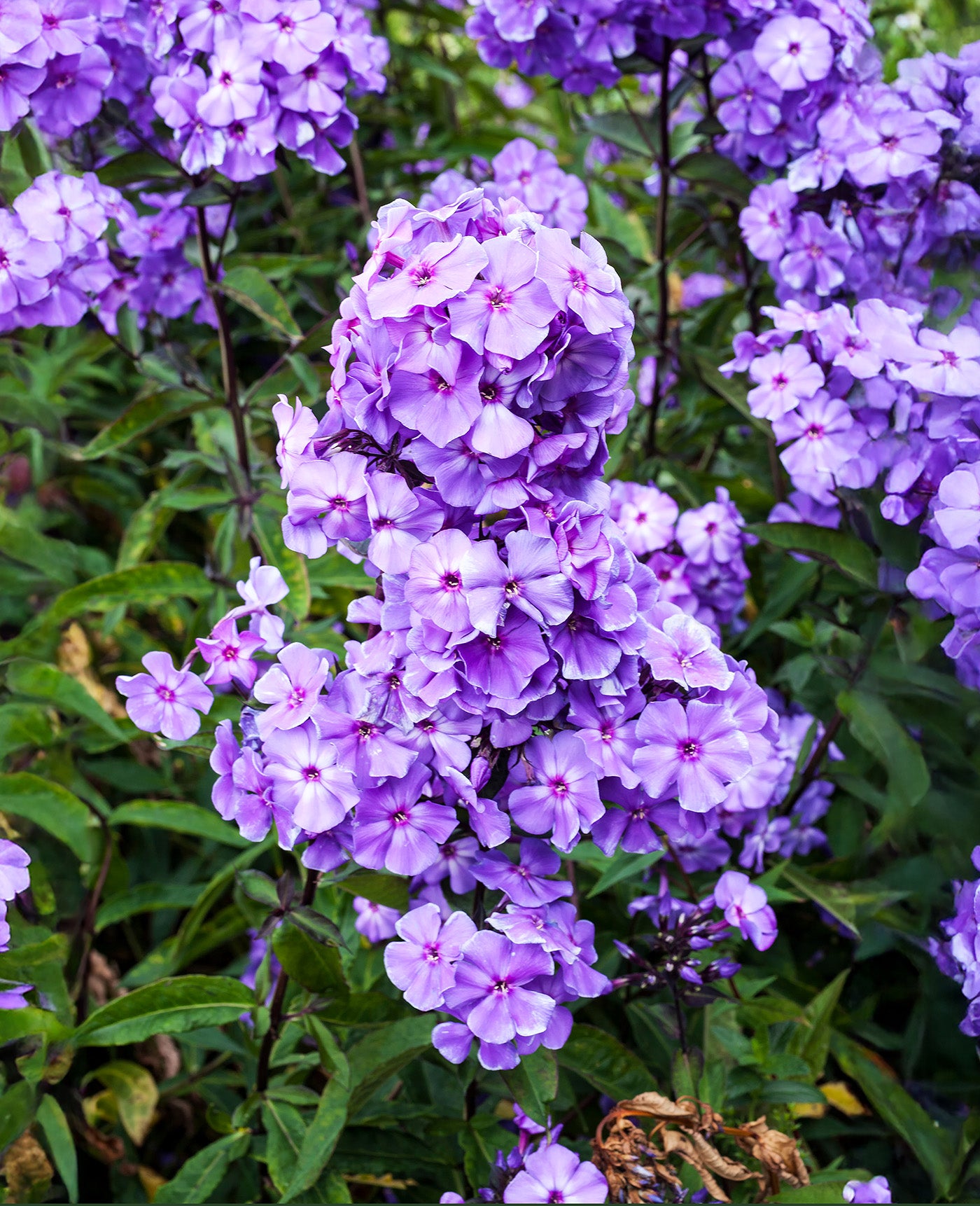 Blue Paradise Tall Summer Phlox - 3 root divisions