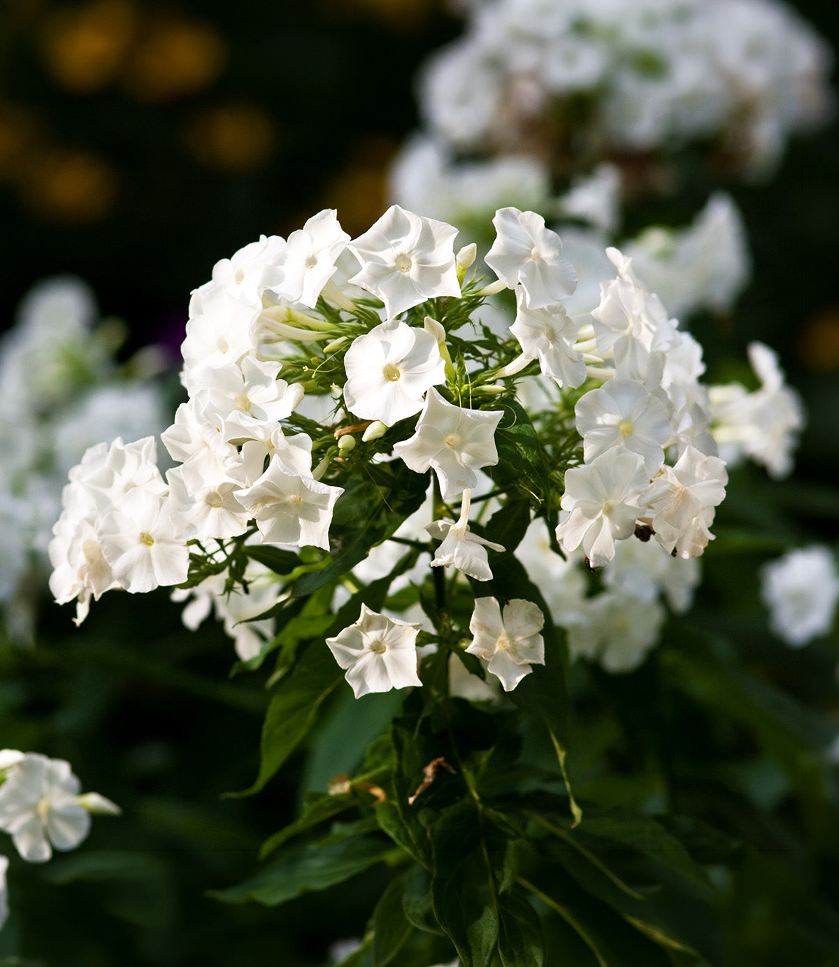 White Flame Compact Phlox - 3 root divisions