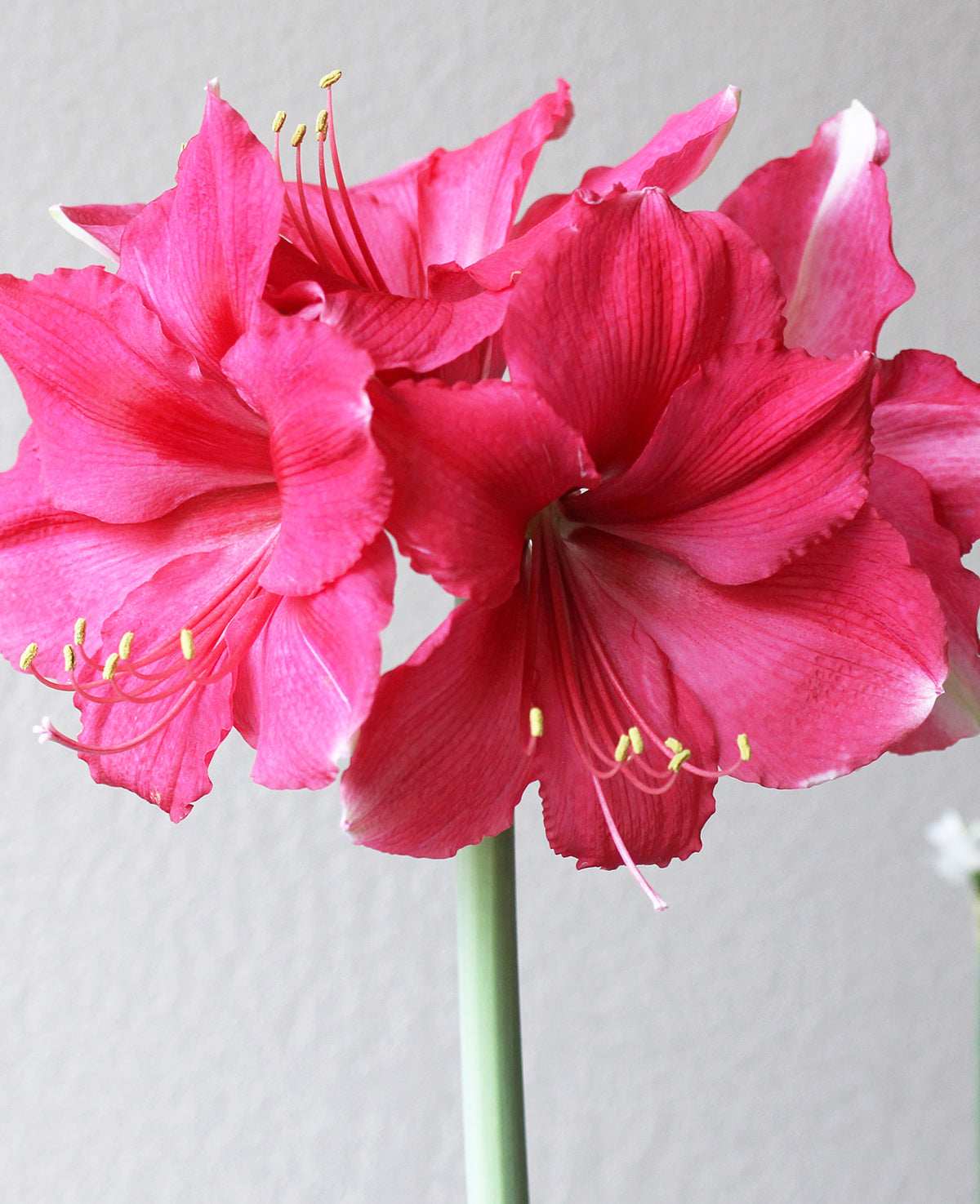 Pink Jumbo Amaryllis - 36-40 cm bulb
