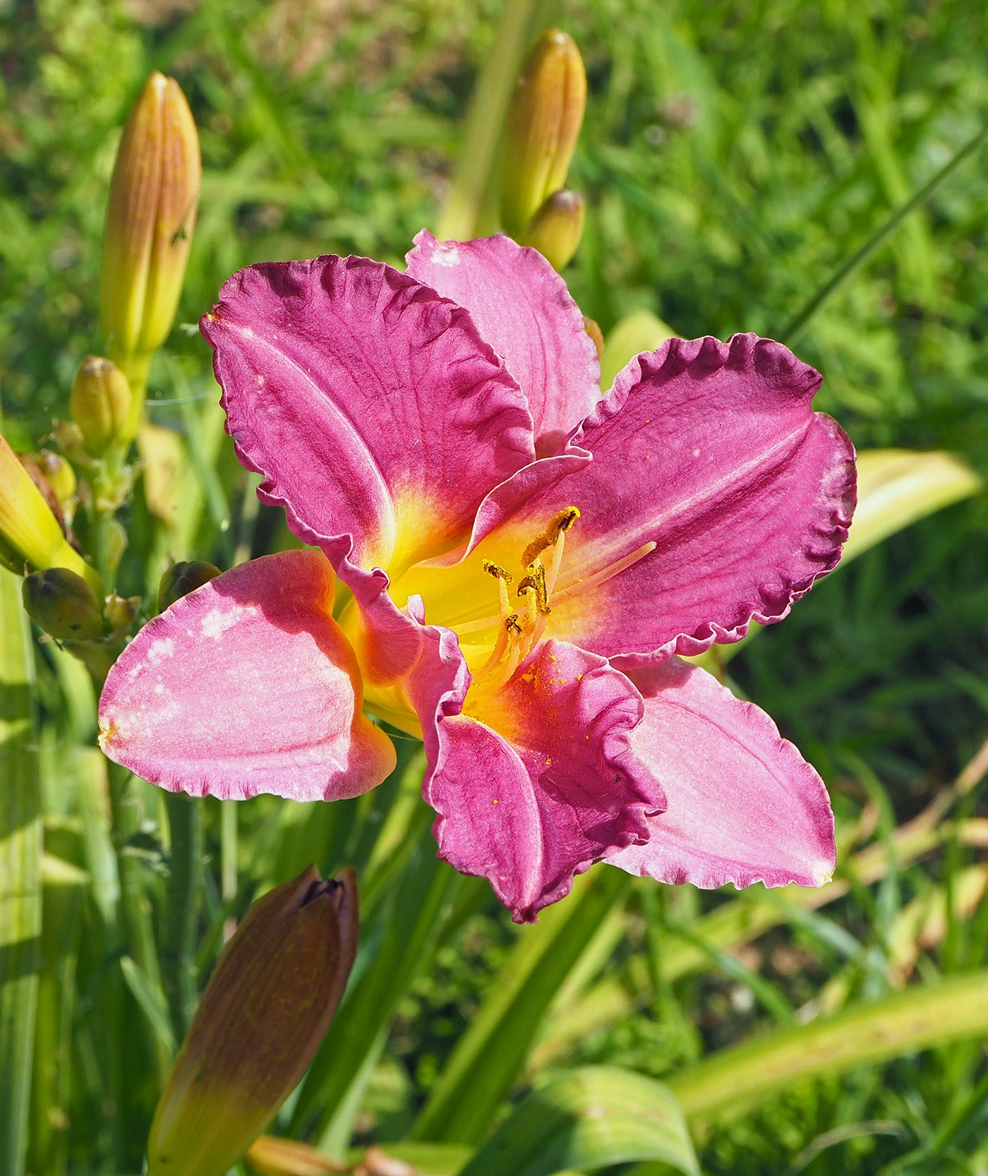 Purple de Oro Reblooming Daylily - 3 root divisions