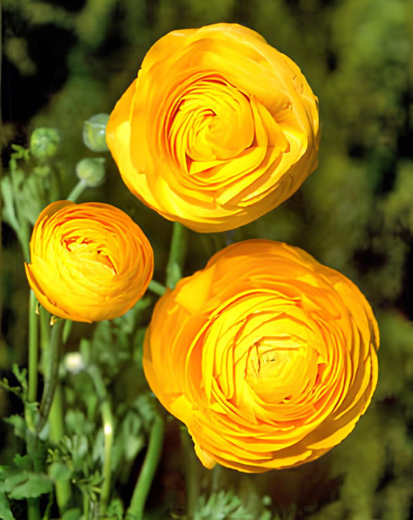 Gold Ranunculus - 10 bulbs