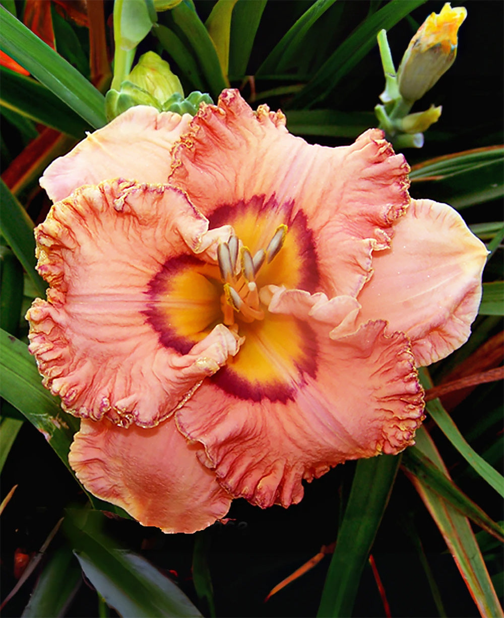 Remembering Grace Reblooming Daylily - 1 Single Fan Division