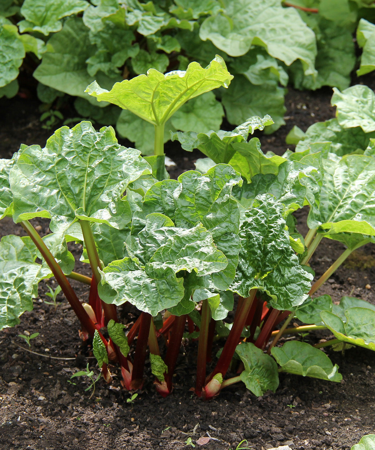 Victoria Rhubarb - 3 cuttings