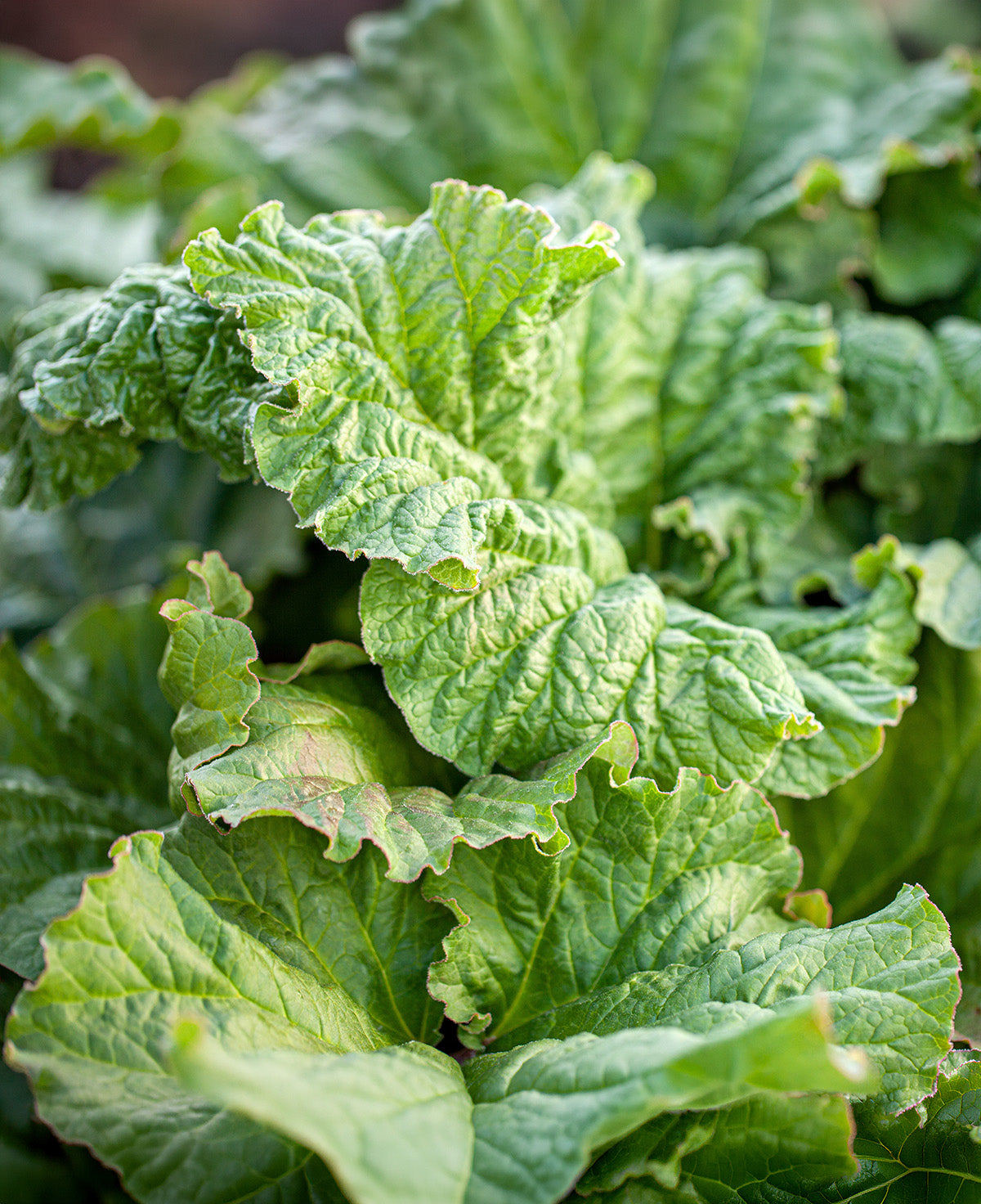 Canada Red Rhubarb Crowns - 1 root division