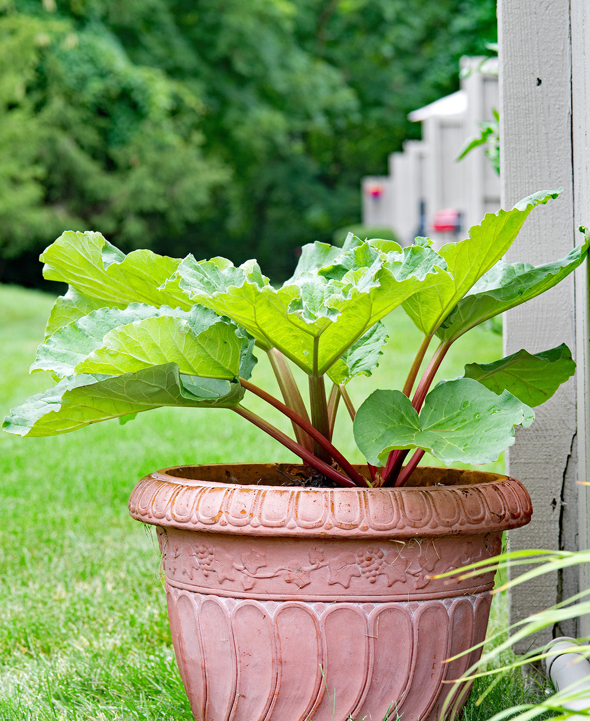 Canada Red Rhubarb Crowns - 1 root division