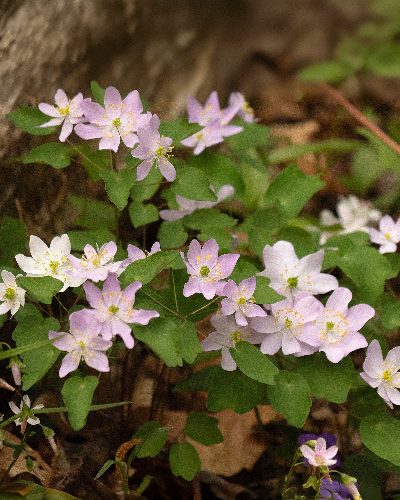 Rue Anemone - 5 Corms
