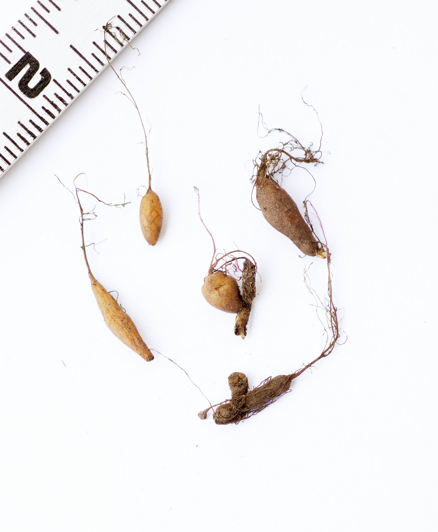 Rue Anemone - 5 Corms