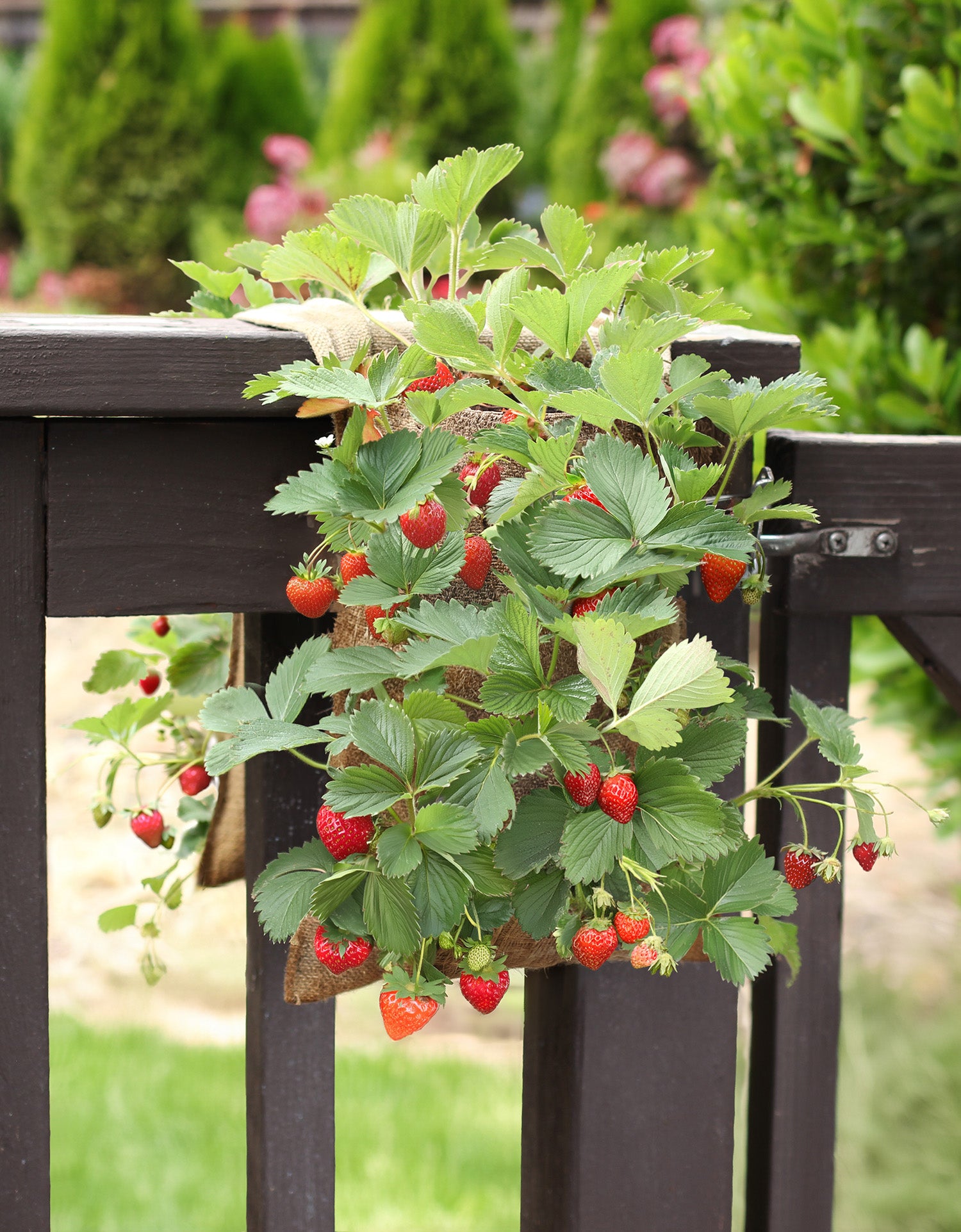 Hang & Grow® Canvas Hanging Bag - 2" Holes