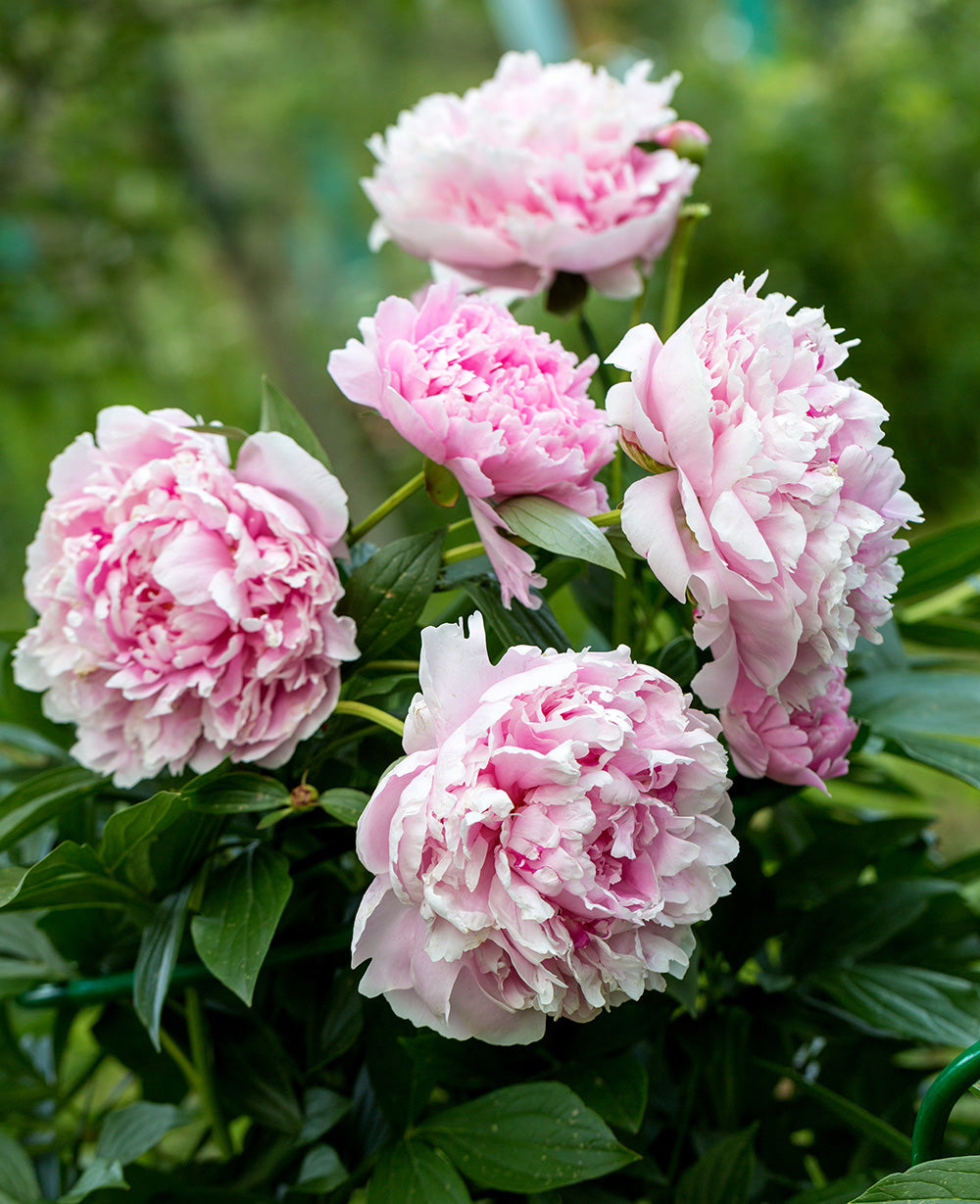 Sarah Bernhardt Peony - 1 root division