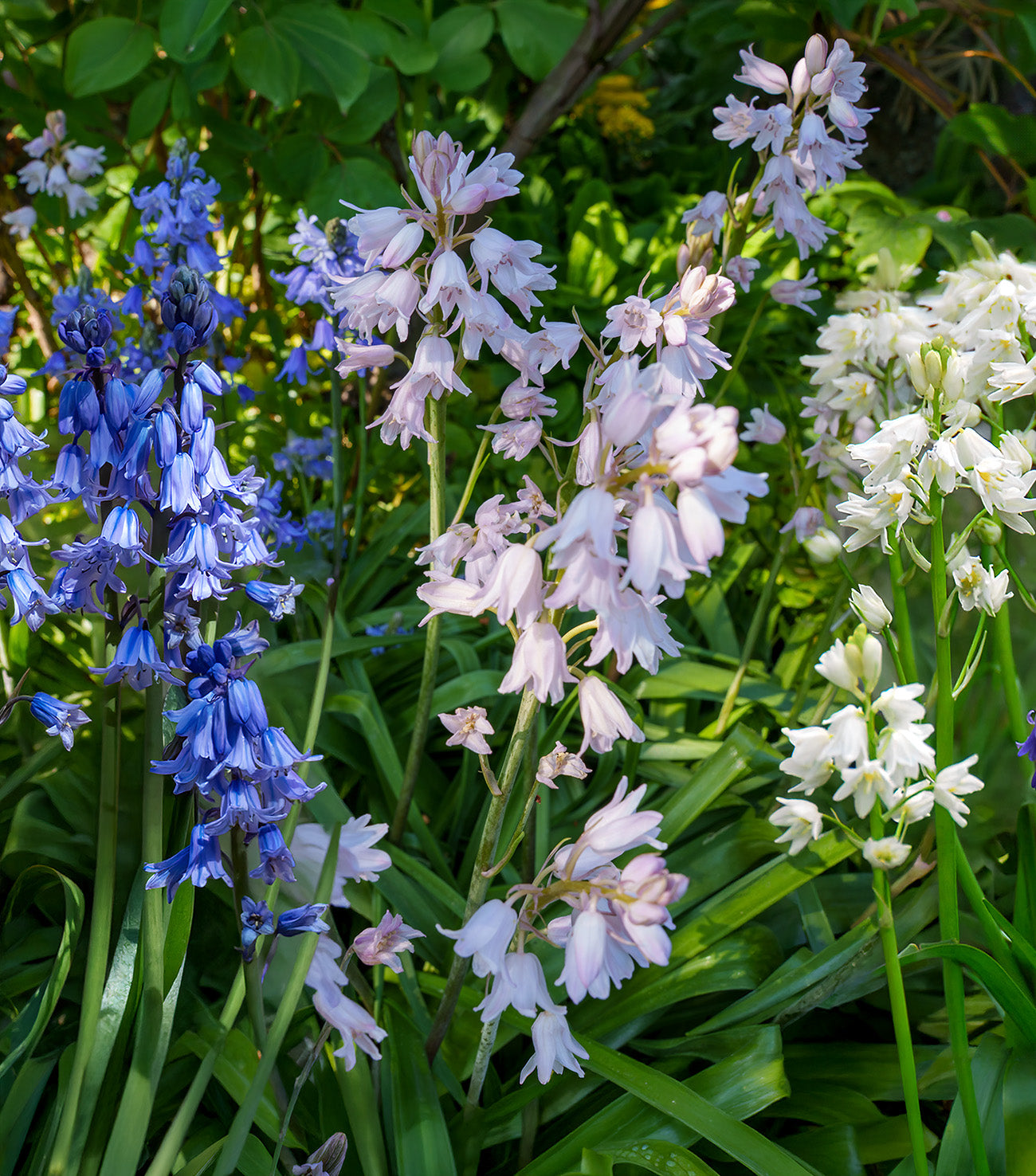Mixed Spanish Bluebells - 25 bulbs