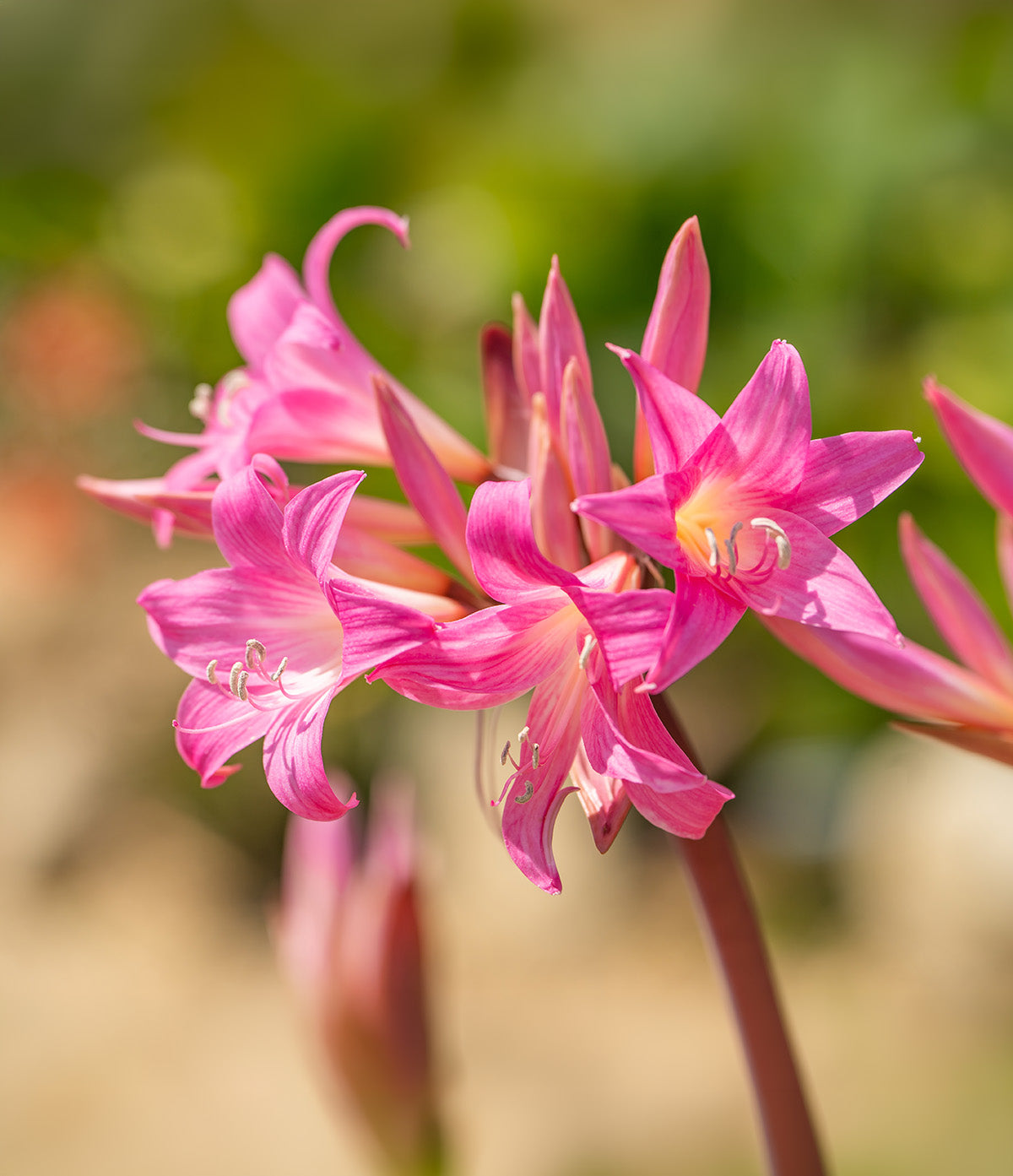 Naked Lady Amaryllis Belladonna - 3 bulbs