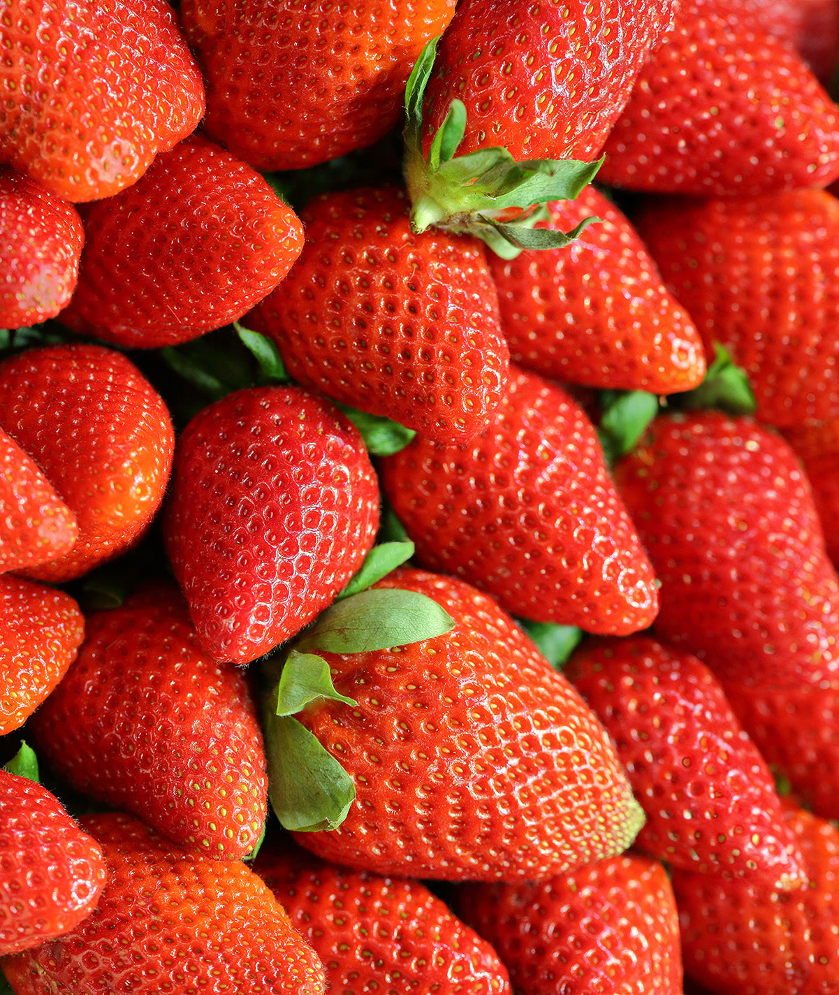 allstar strawberry seeds Allstar Junebearer Strawberry