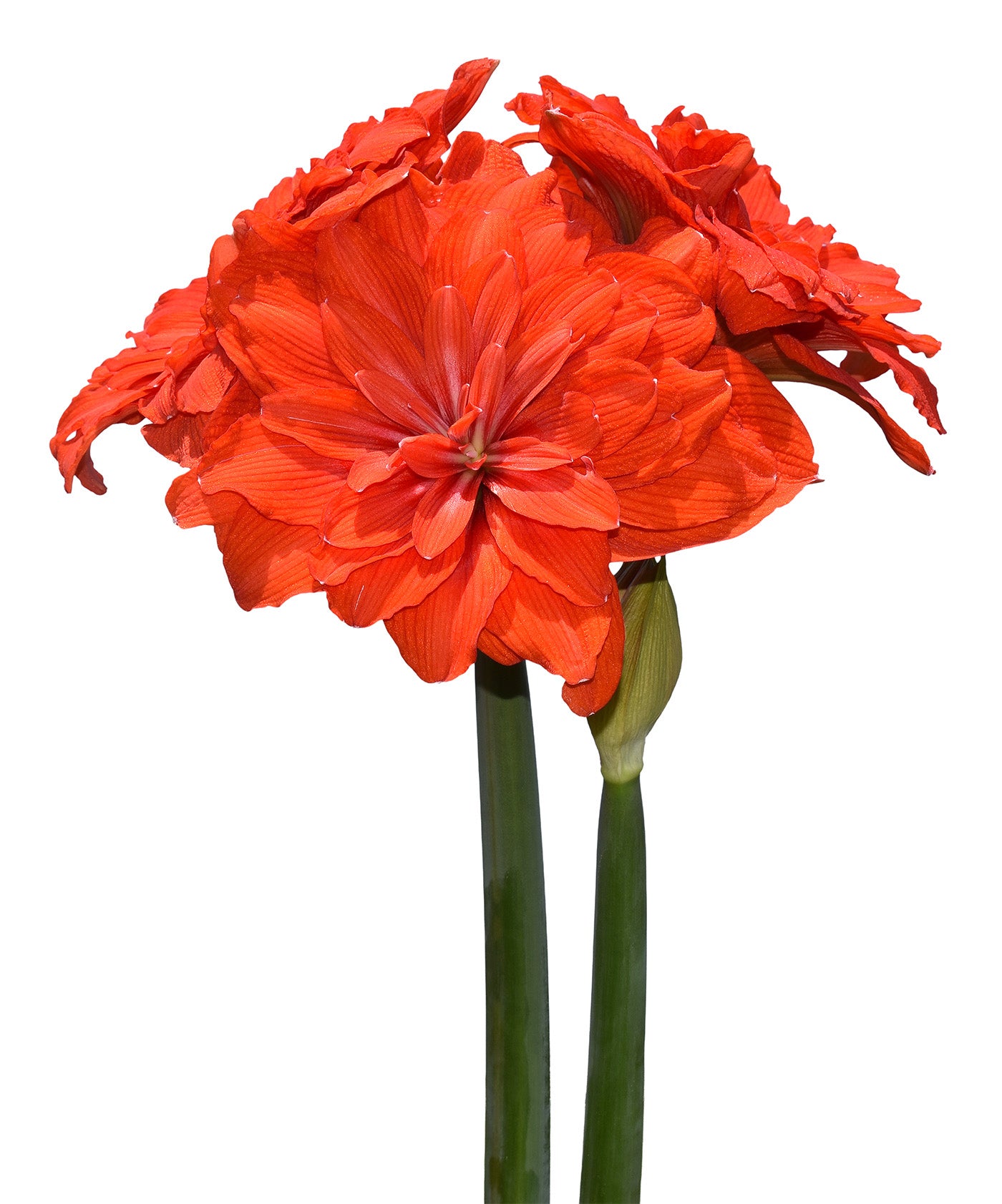 Tika Flamenco Amaryllis - 28-32 cm bulb