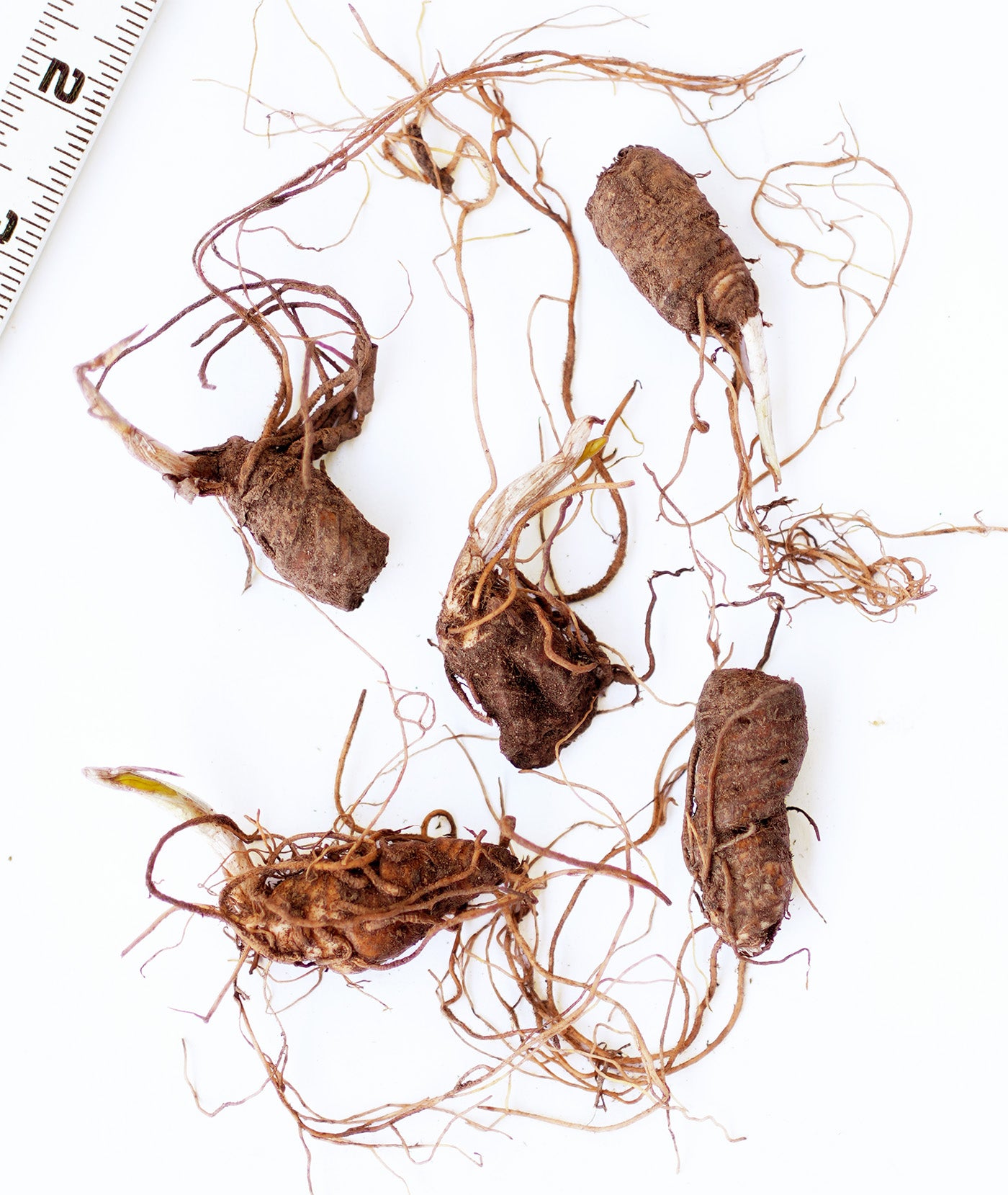 Beige Trillium (Wood Lily) - 5 Root Divisions