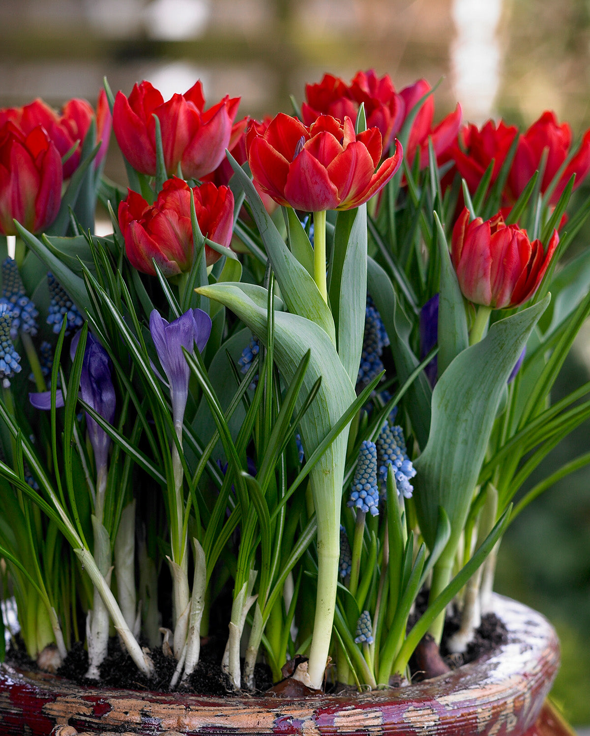 Abba Double Early Tulip - 10 bulbs