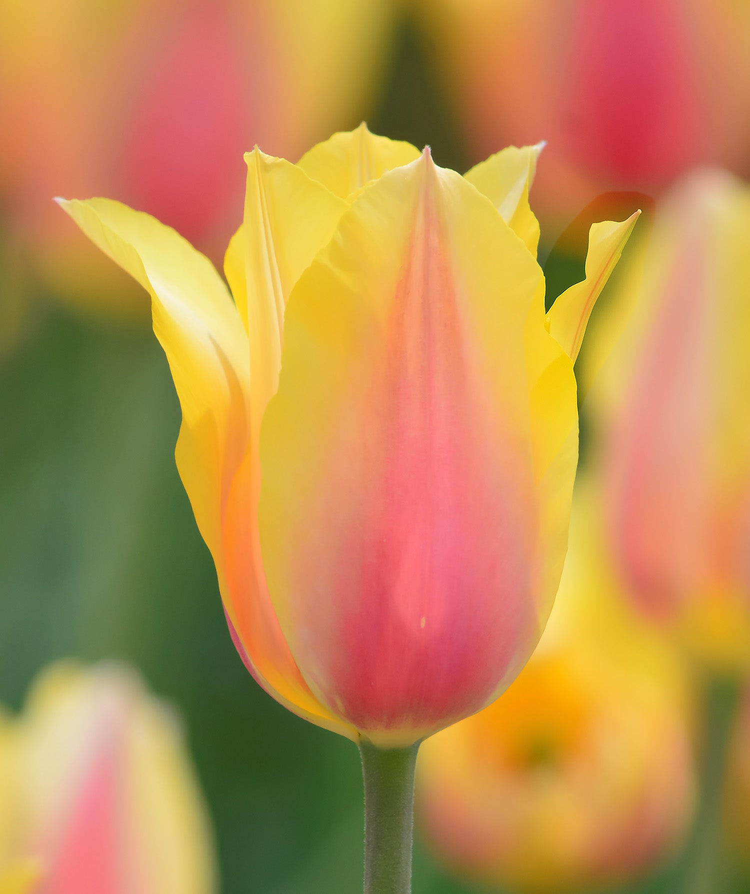 Blushing Beauty Single Late Tulip - 10 bulbs
