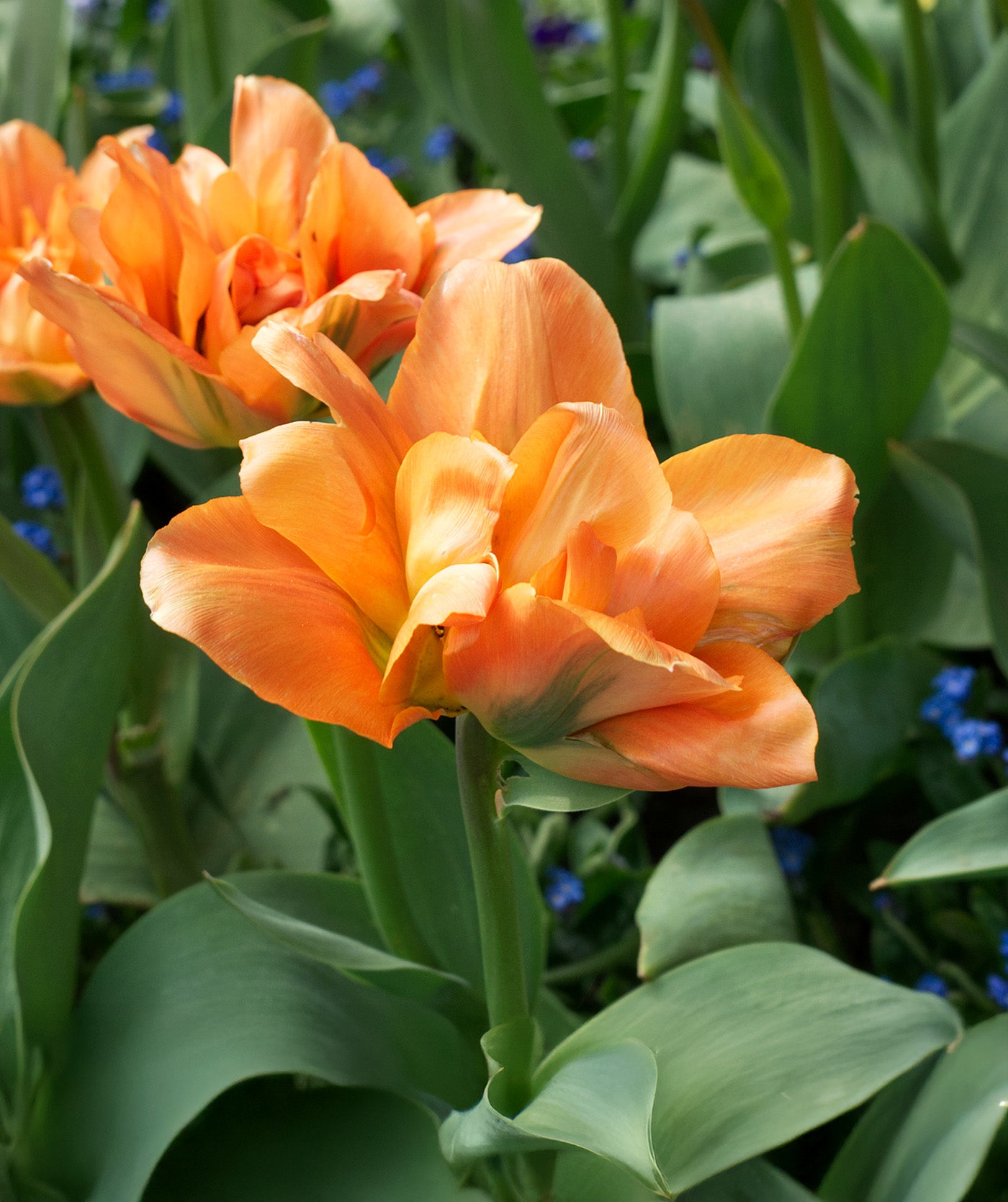 Disneyland Paris Double Early Tulip - 10 bulbs