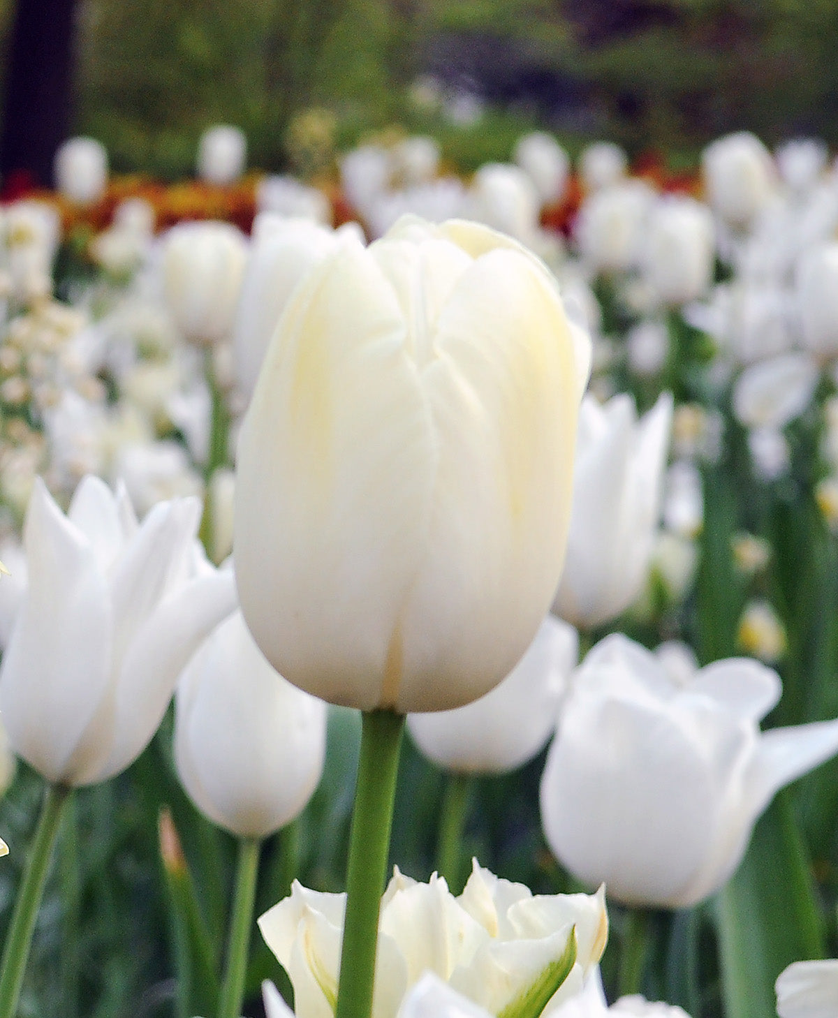 Francoise Darwin Hybrid Tulip - 10 bulbs