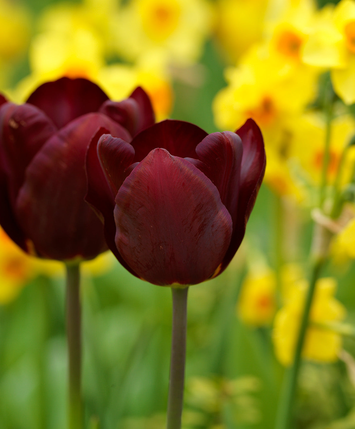 Jan Reus Triumph Tulip - 10 bulbs